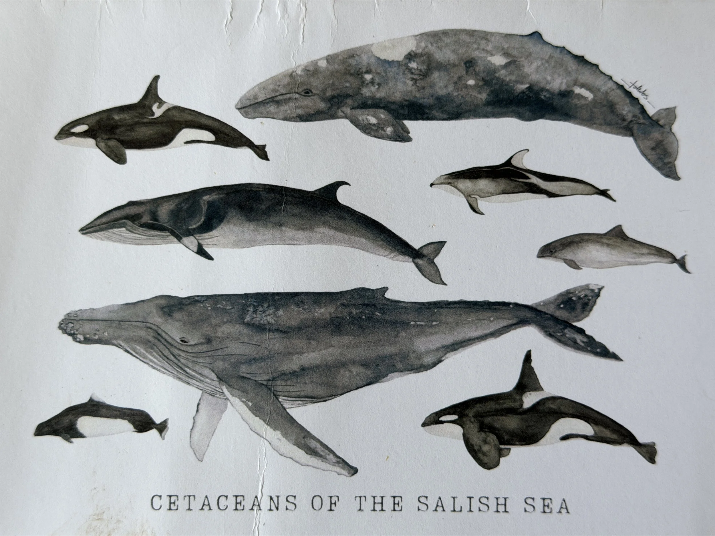 Greeting card "Cetaceans of the Salish Sea" courtesy of the Salish Sea School