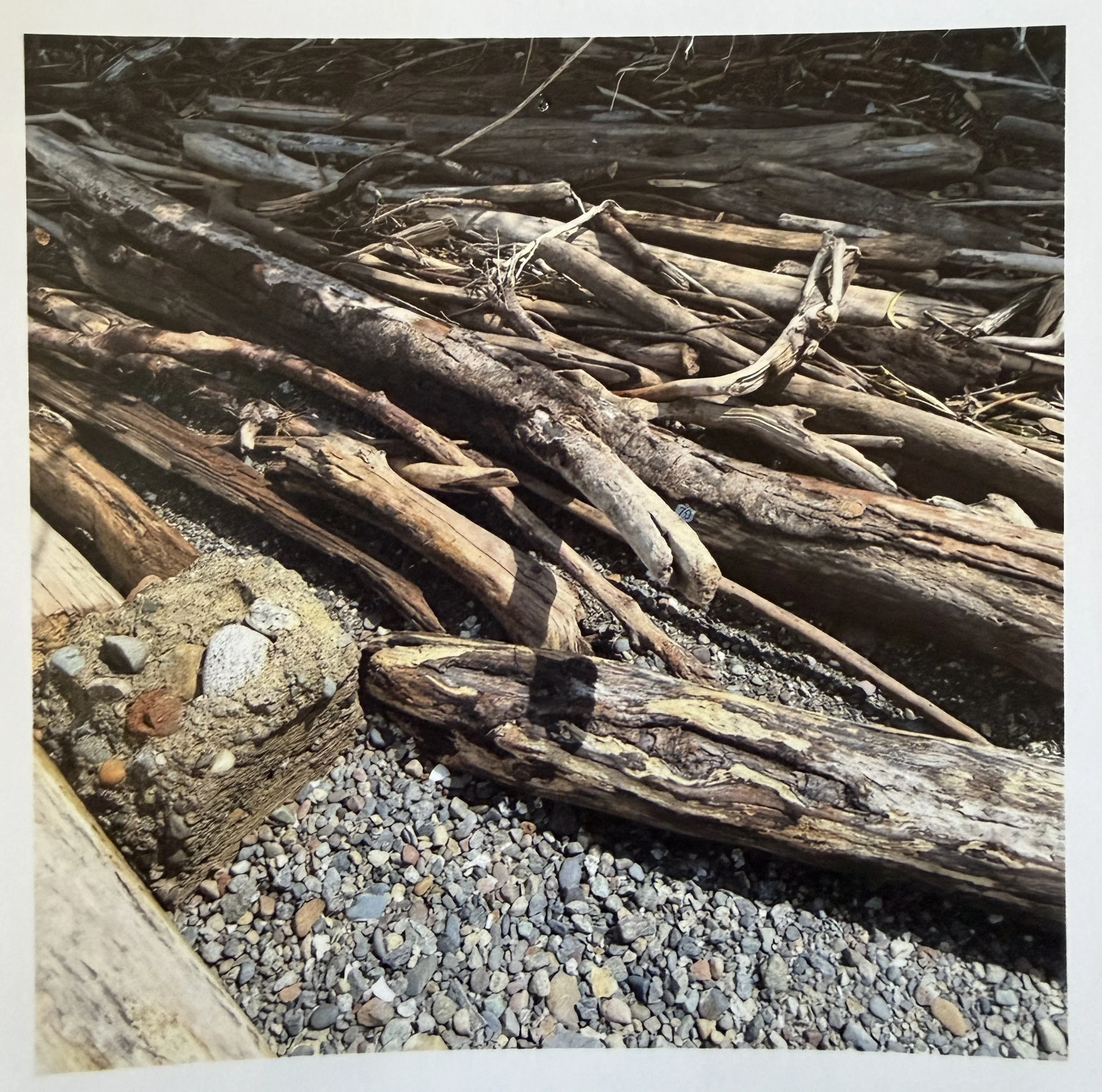 Driftwood on the beach