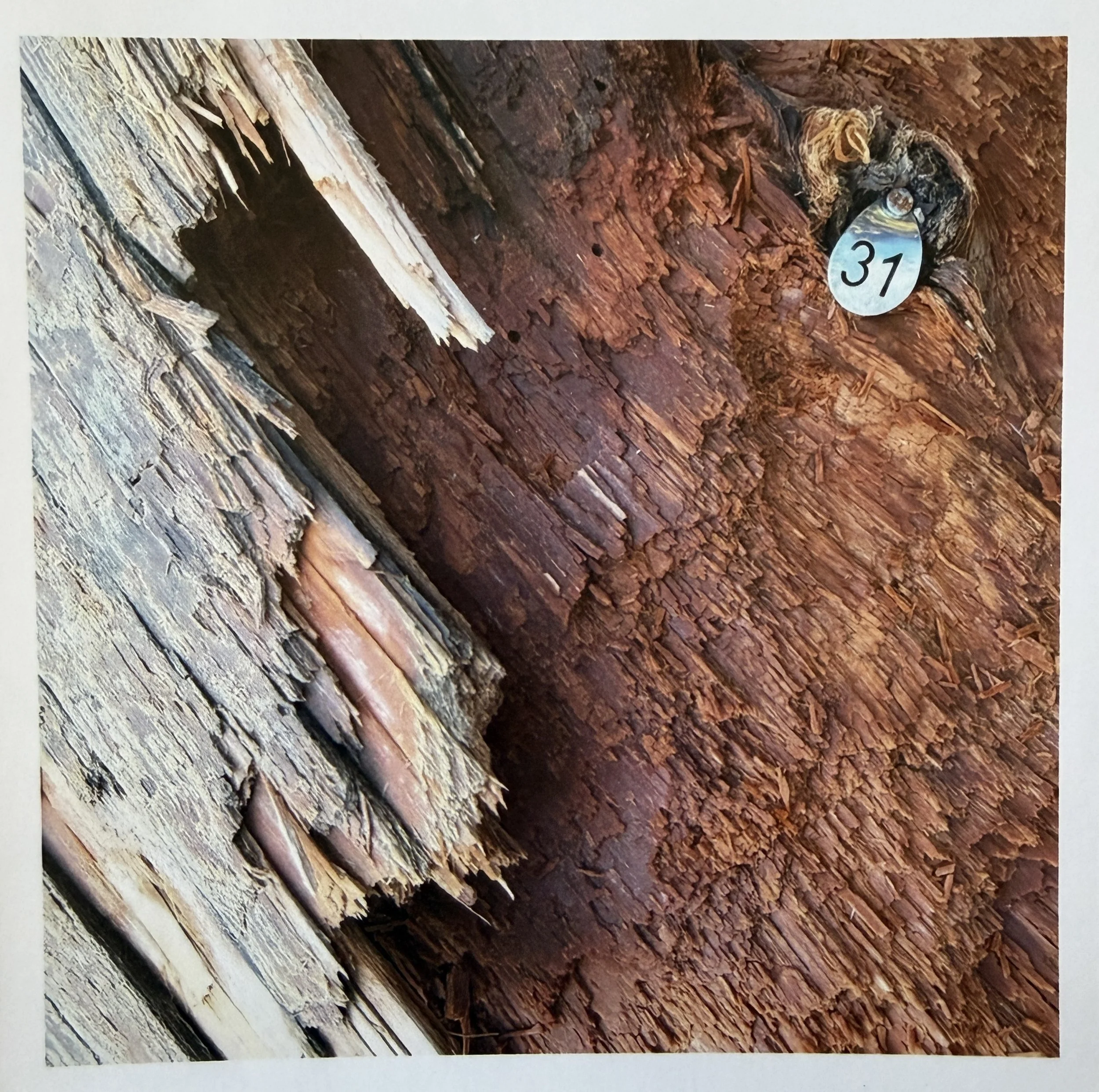 Drift log No. 31