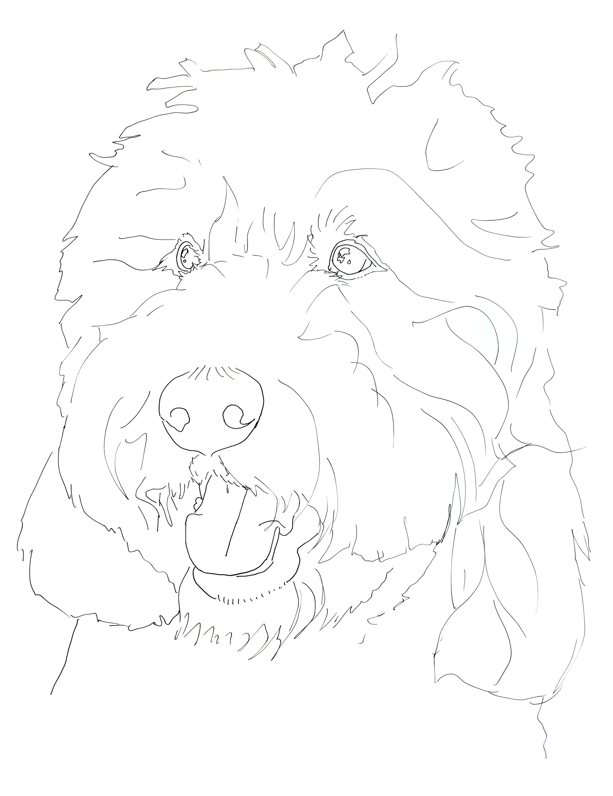 Golden Doodle Tracing