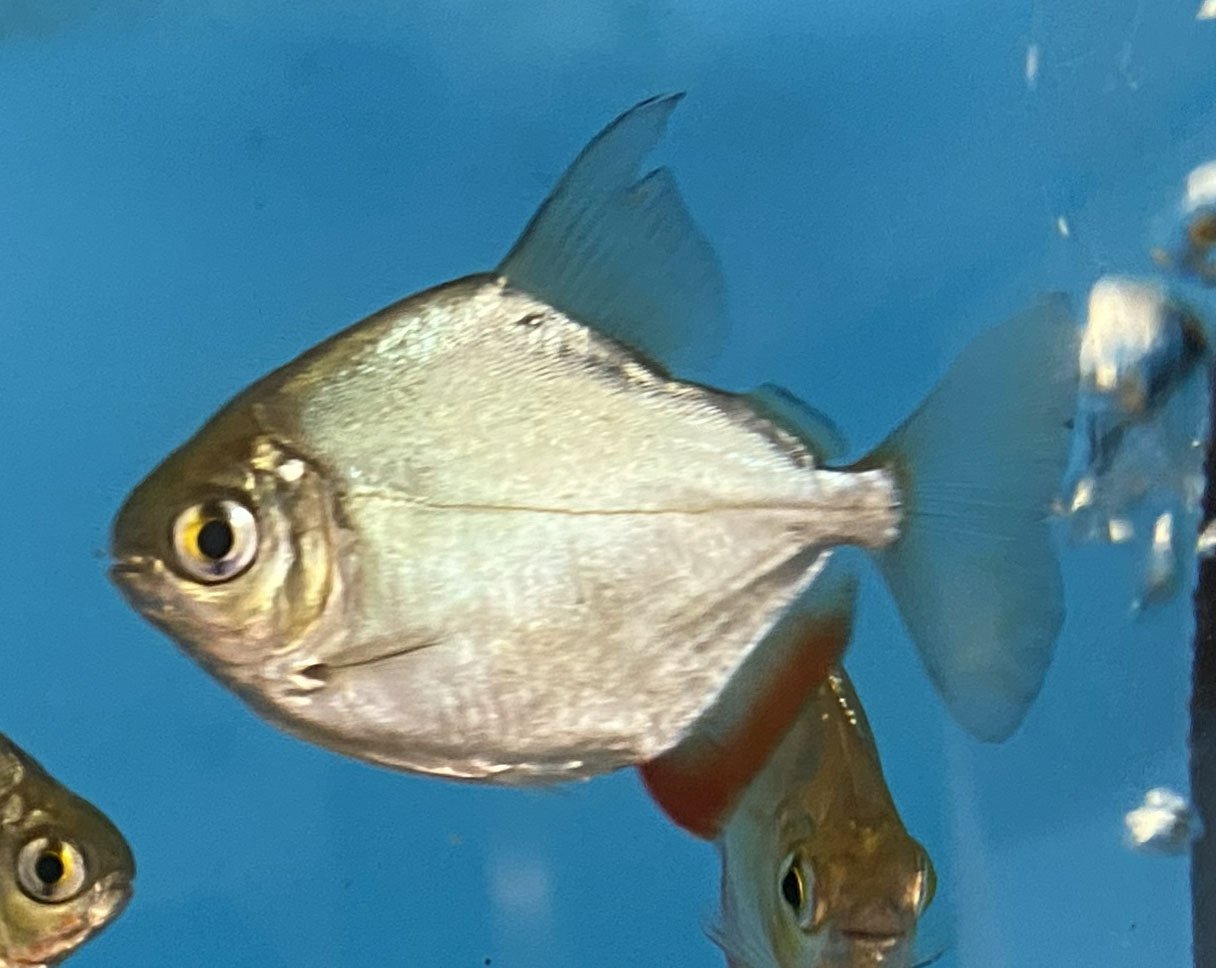 Shiny Fish Reference Photo