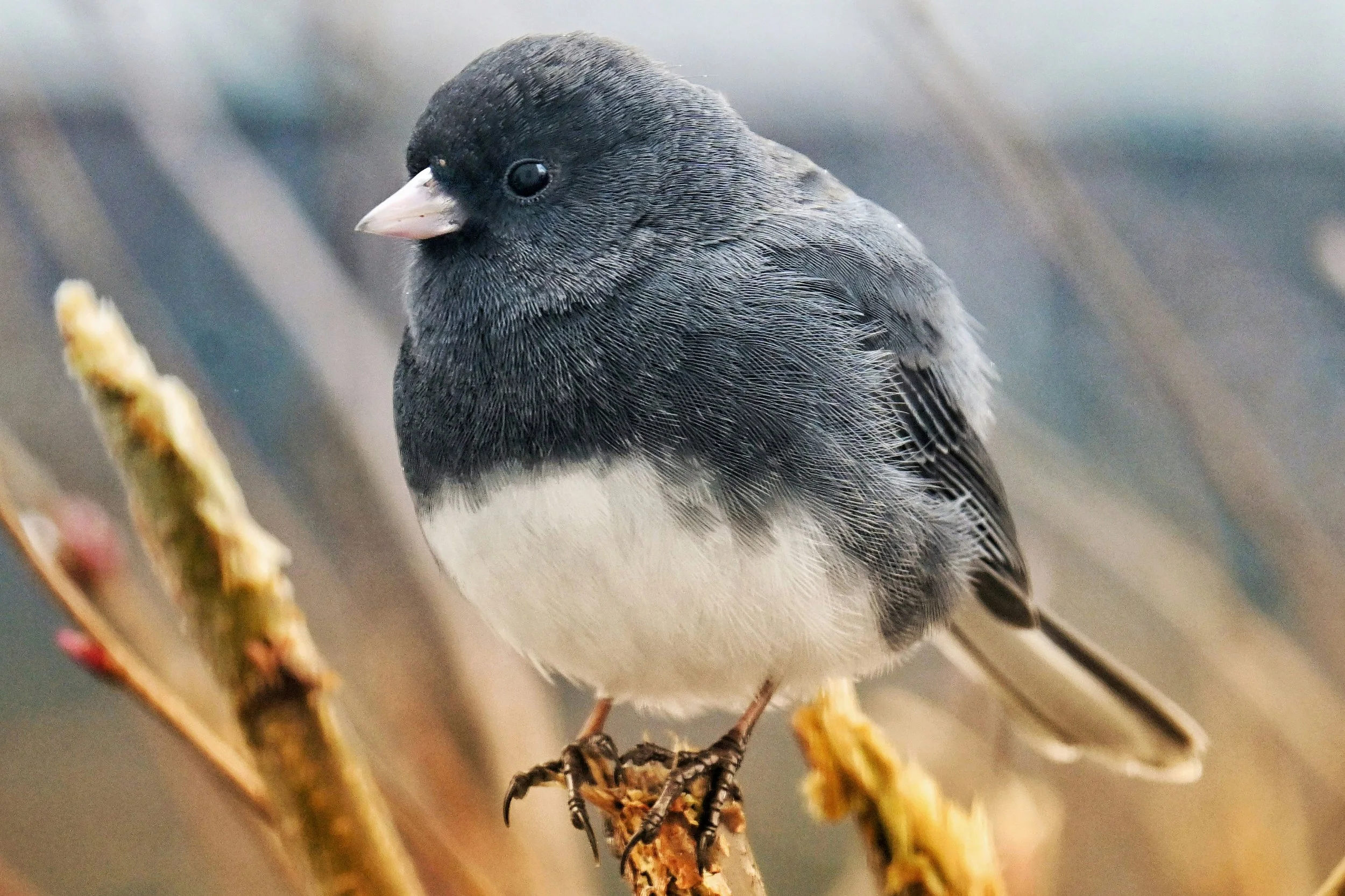 Junco Bird Reference Photo_Satyawan Narinedhat Unsplash
