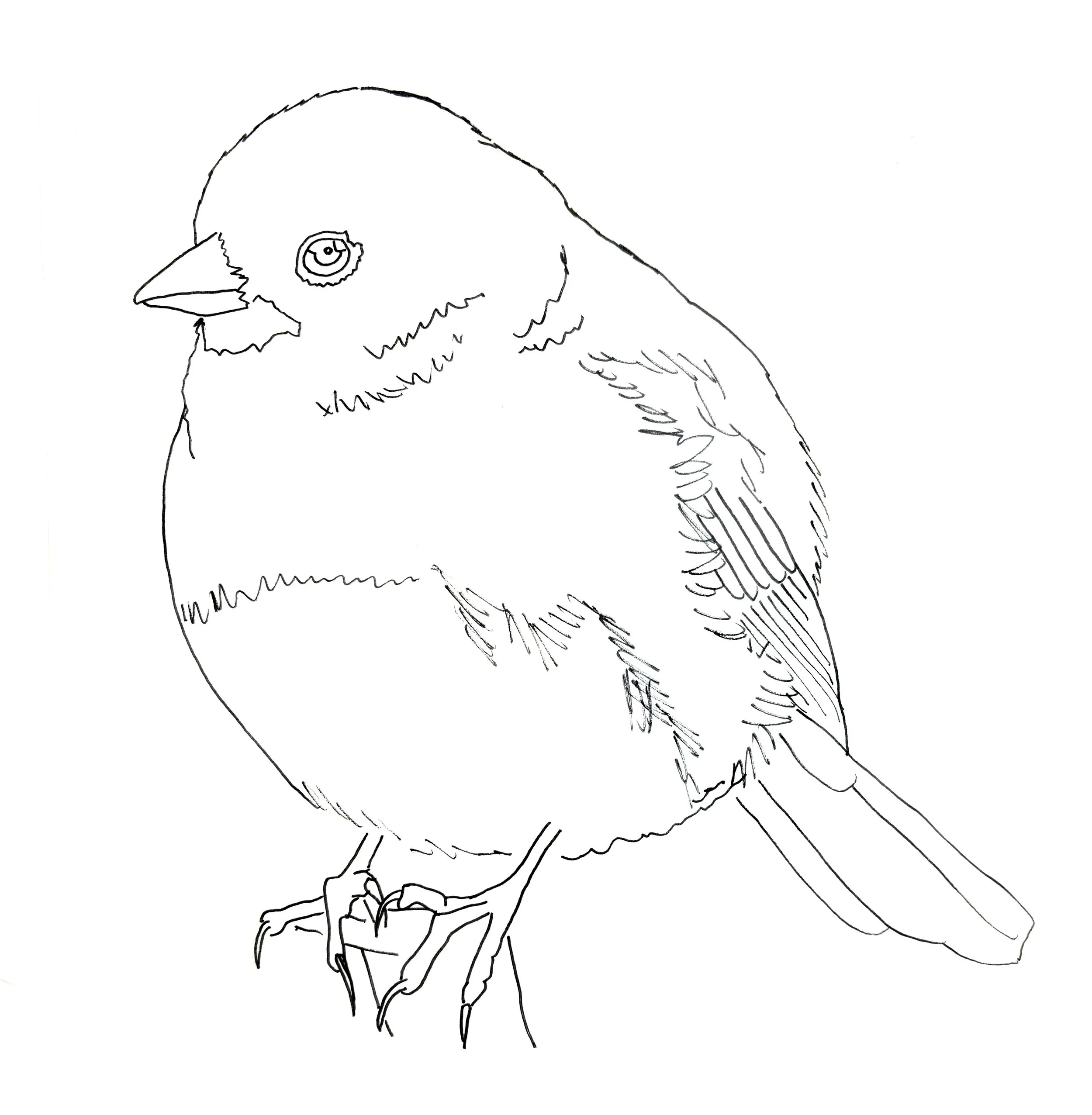 Junco Bird Tracing