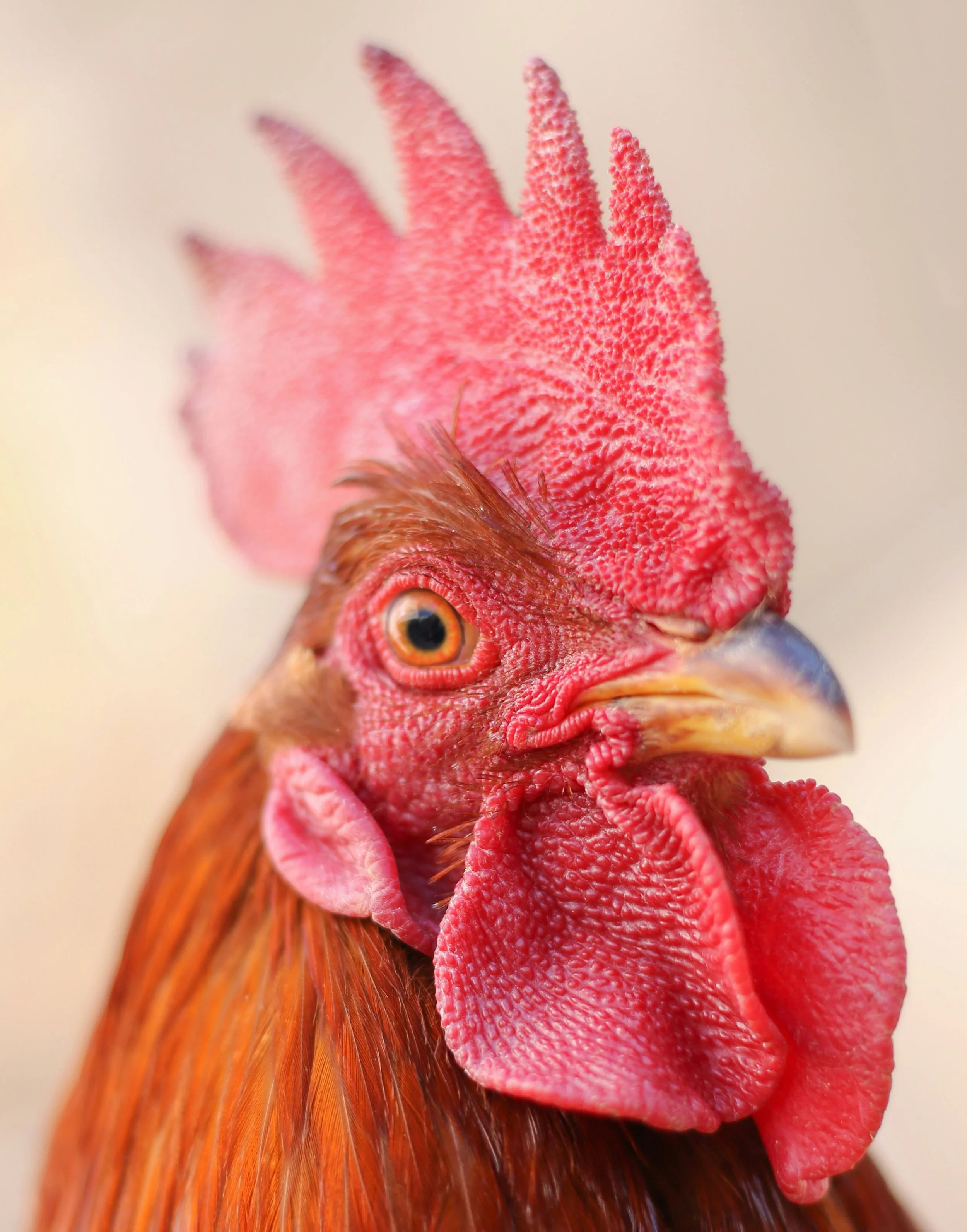 Rooster Reference Photo