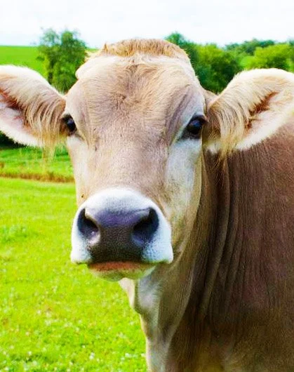 Cow- Andrea.jpg
