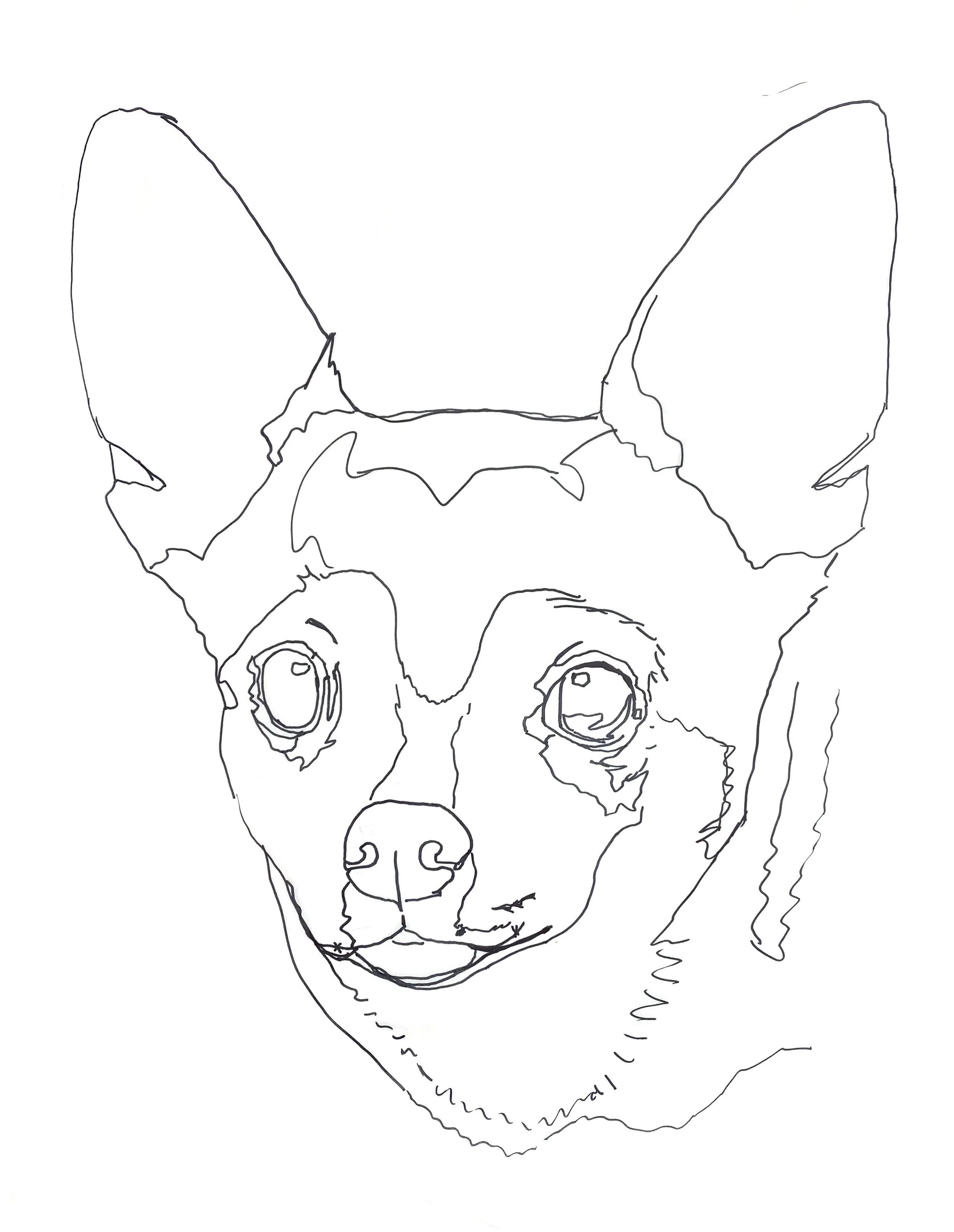 Brown & White Chihuahua Tracing