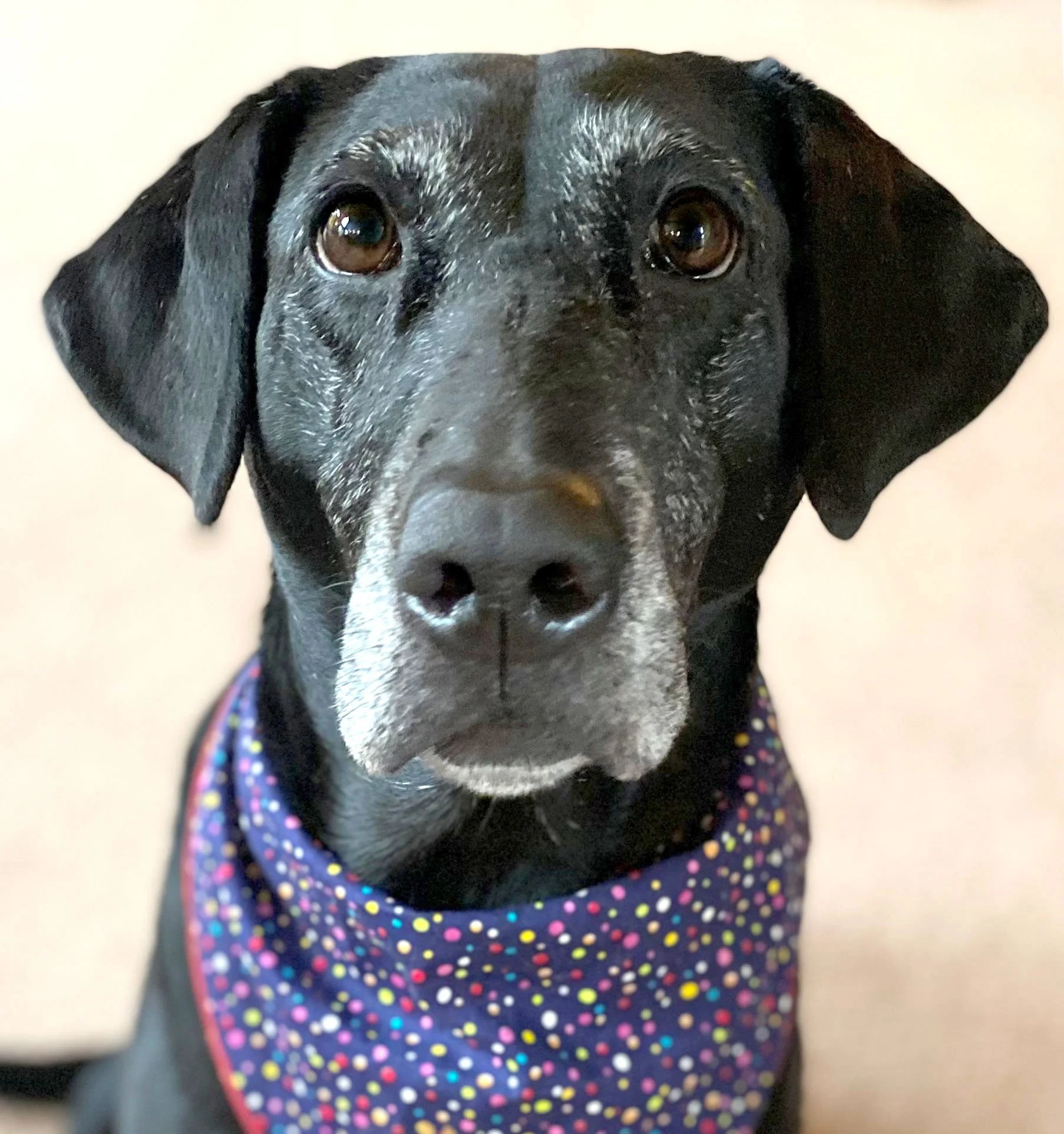 Black Lab Reference Photo