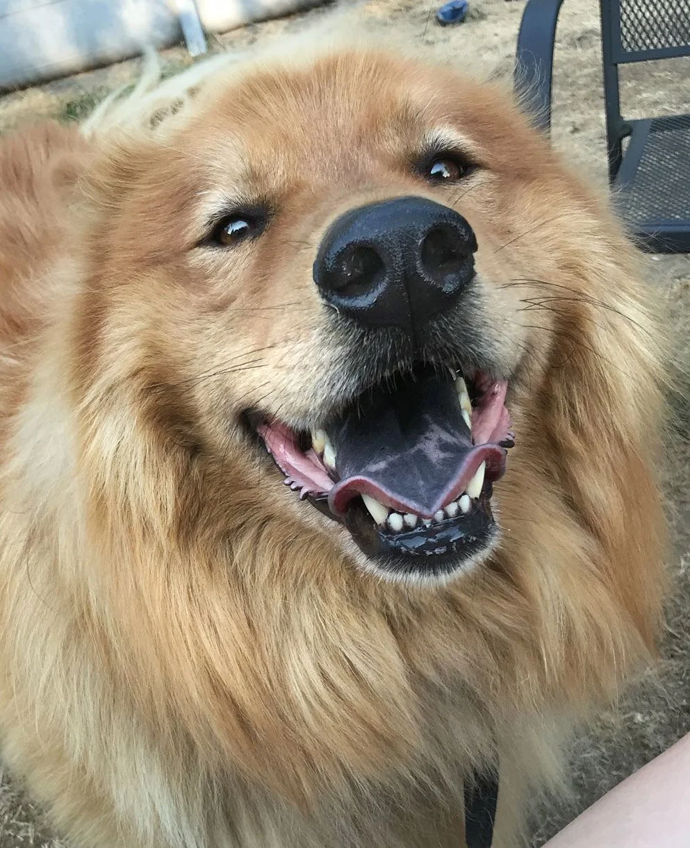 Meatball Reference Photo