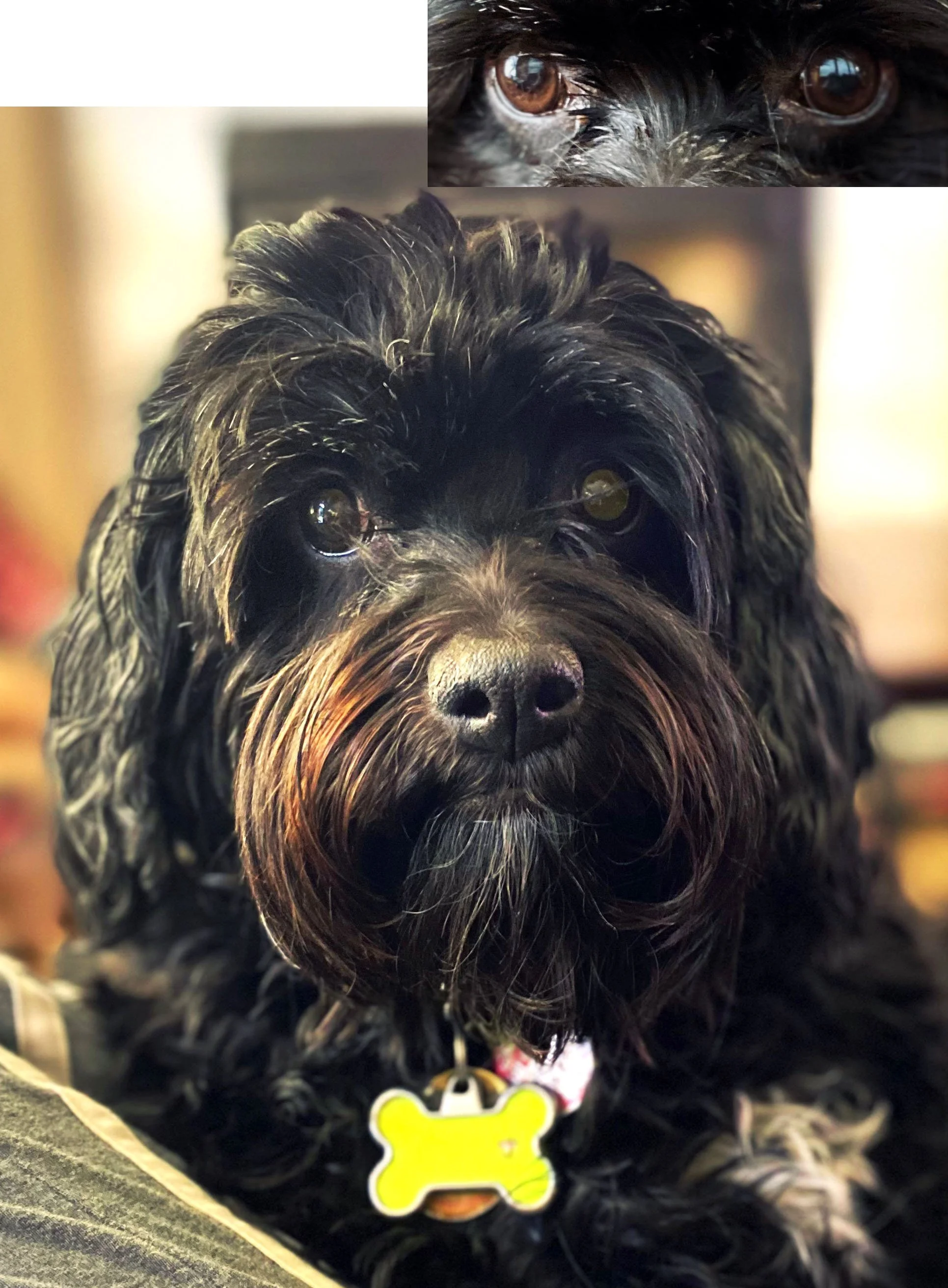 Cockapoo Dog Reference Photo