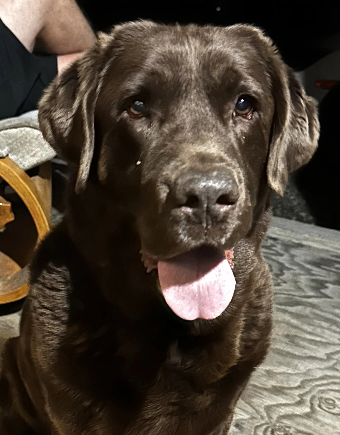 Chocolate Lab Reference Photo