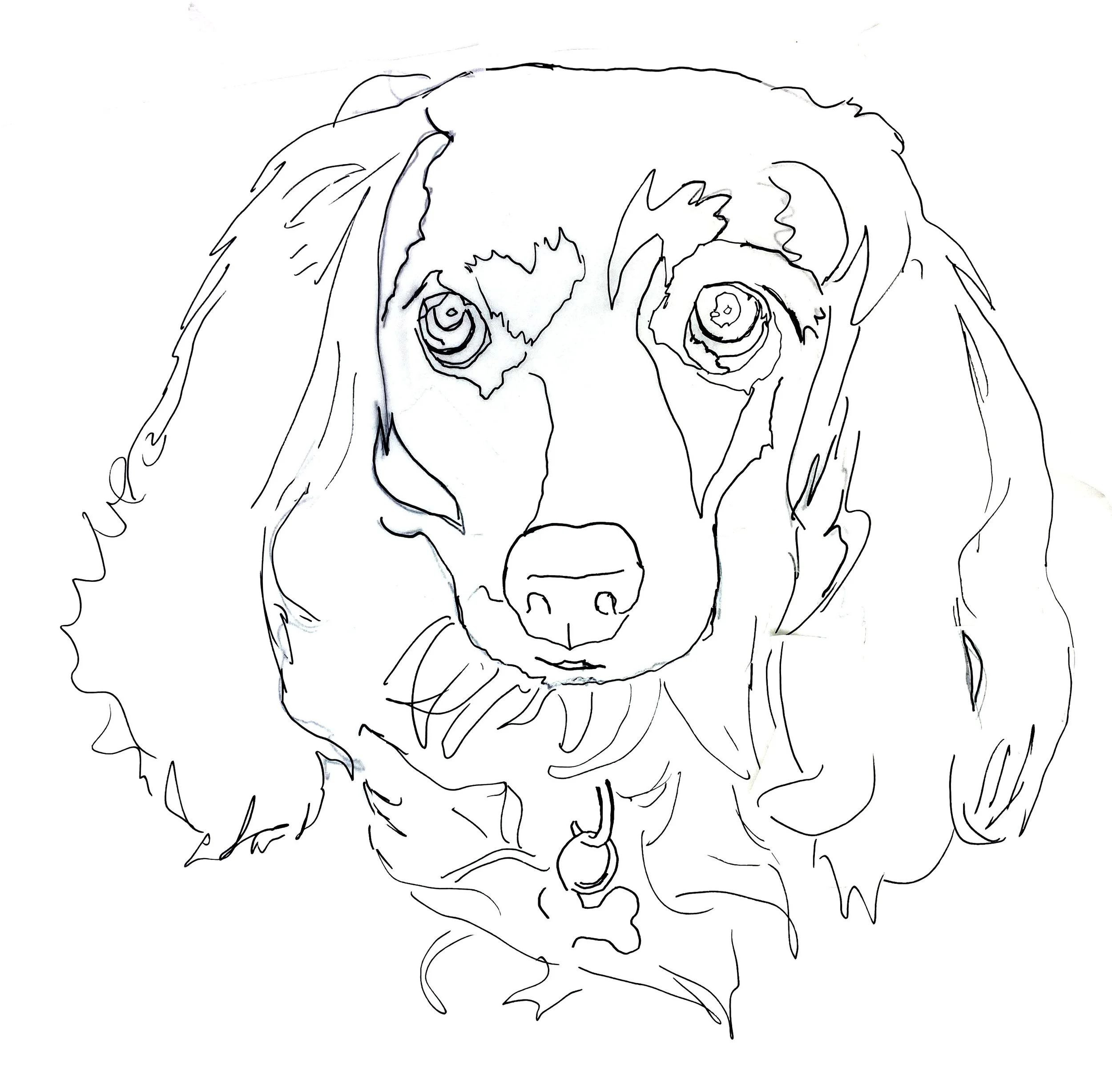 Long Hair Dachshund Tracing