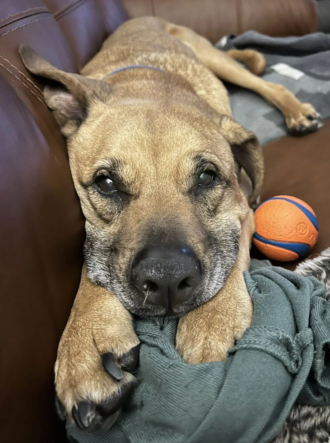 Lazy Dog Reference Photo