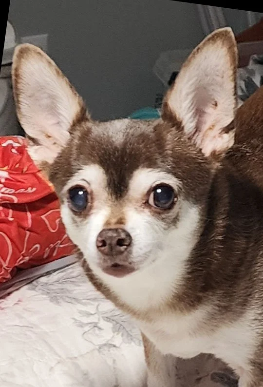 Brown & White Chihuahua Reference Photo