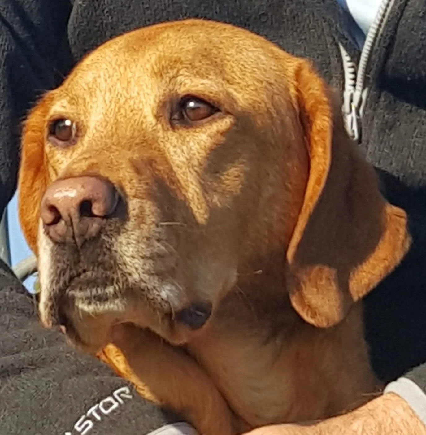 Yellow Lab Reference Photo