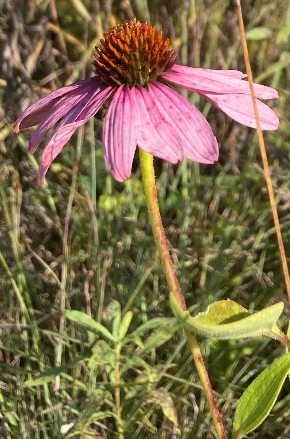 3 color flower reference photo