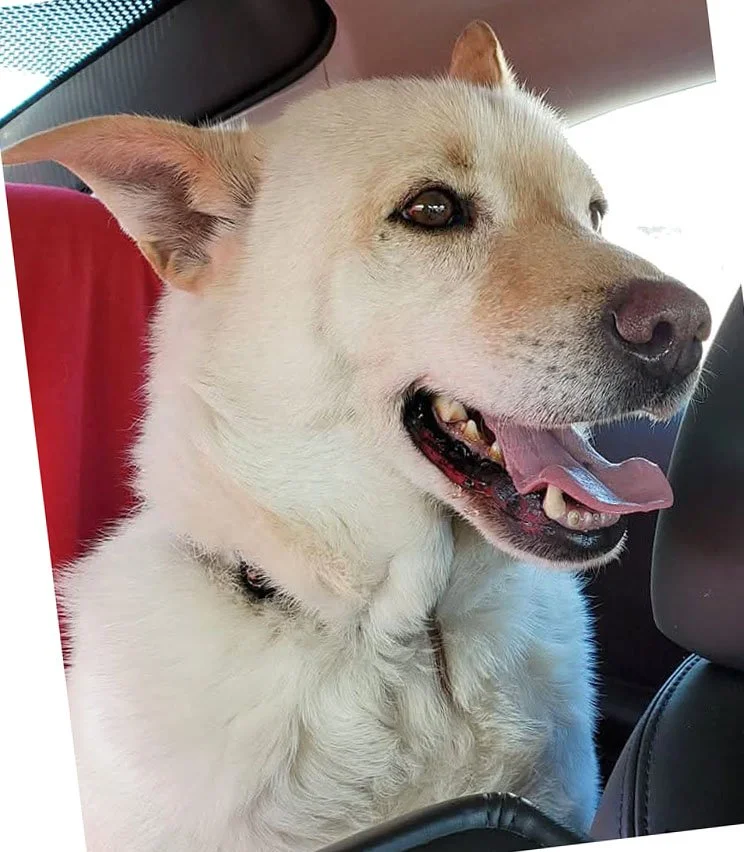 Gold & White Dog Reference Photo