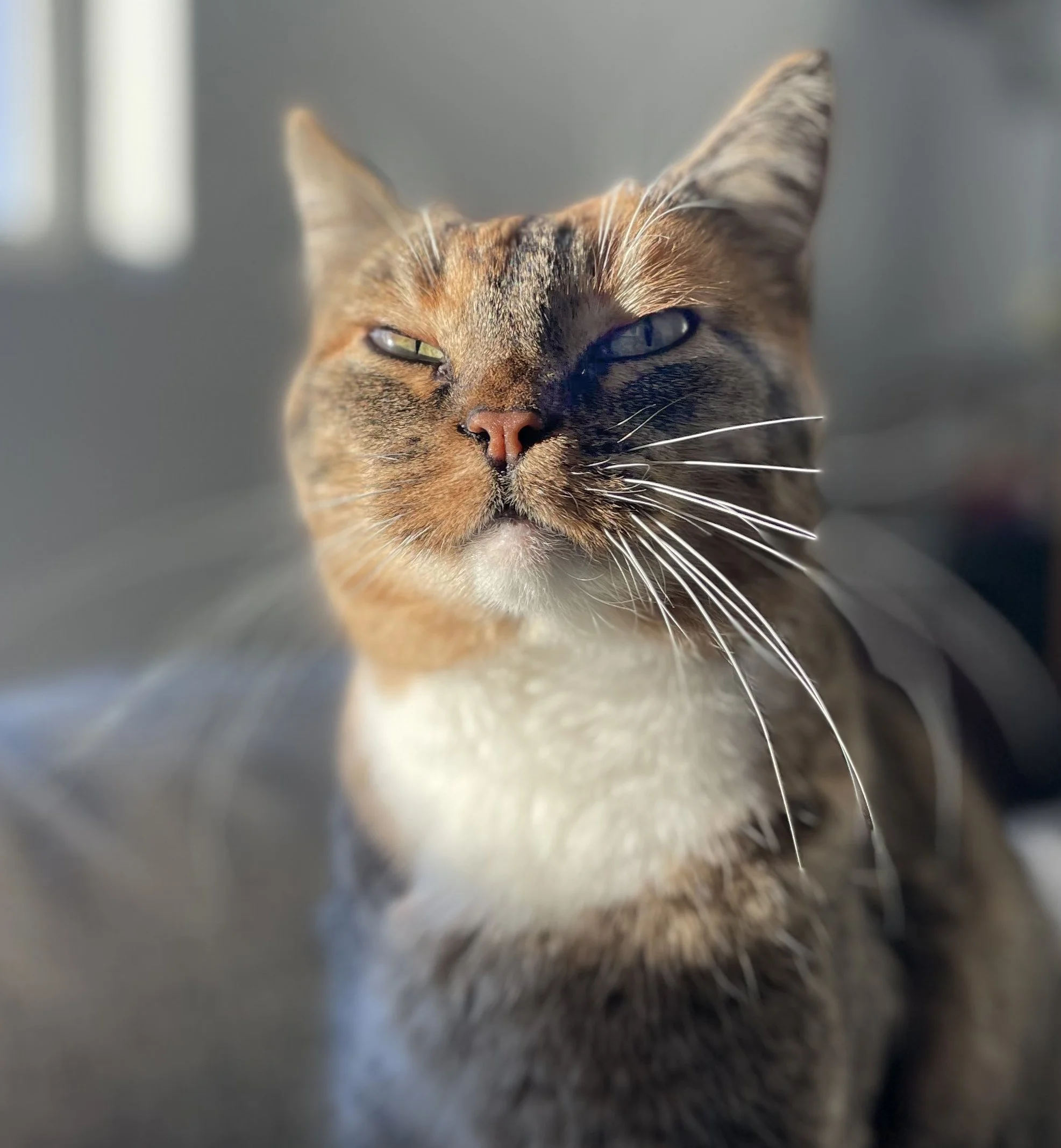 Gamma Cat Reference Photo