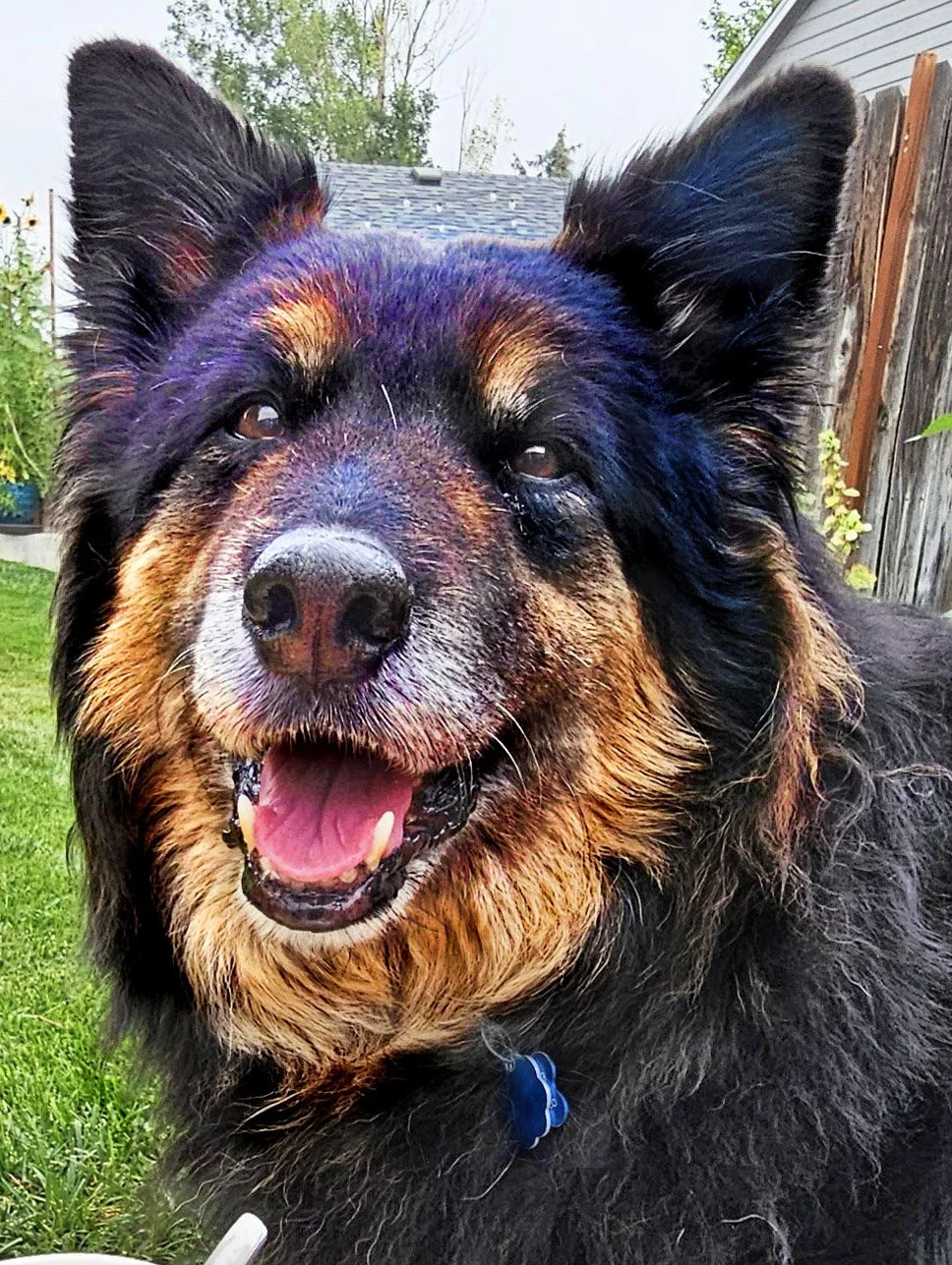 Dog Series Reference Photo