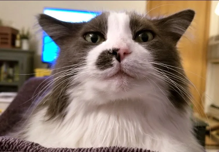 Smokey Cat Reference Phoot