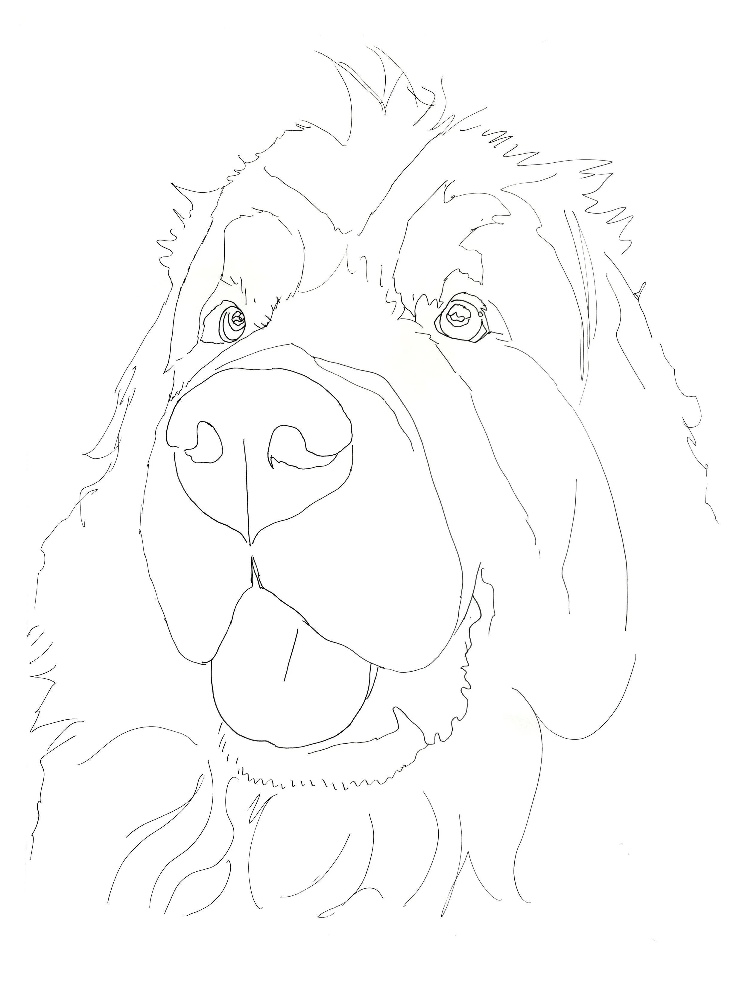 Newfoundland Dog Tracing