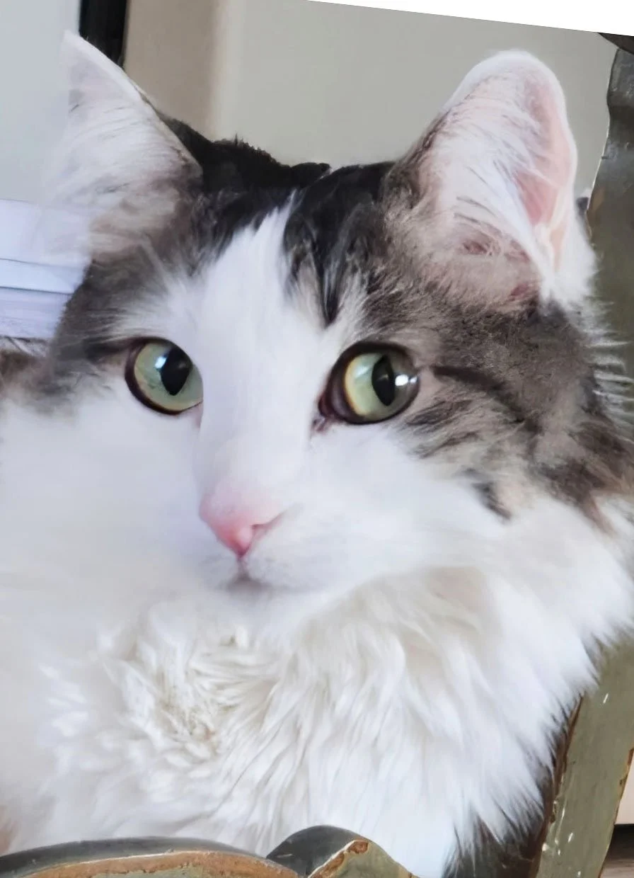 Kit10 Reference Photo