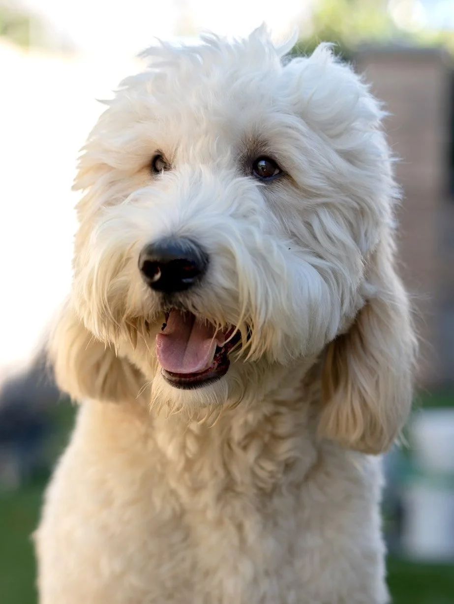 Golden Doodle Reference Photo