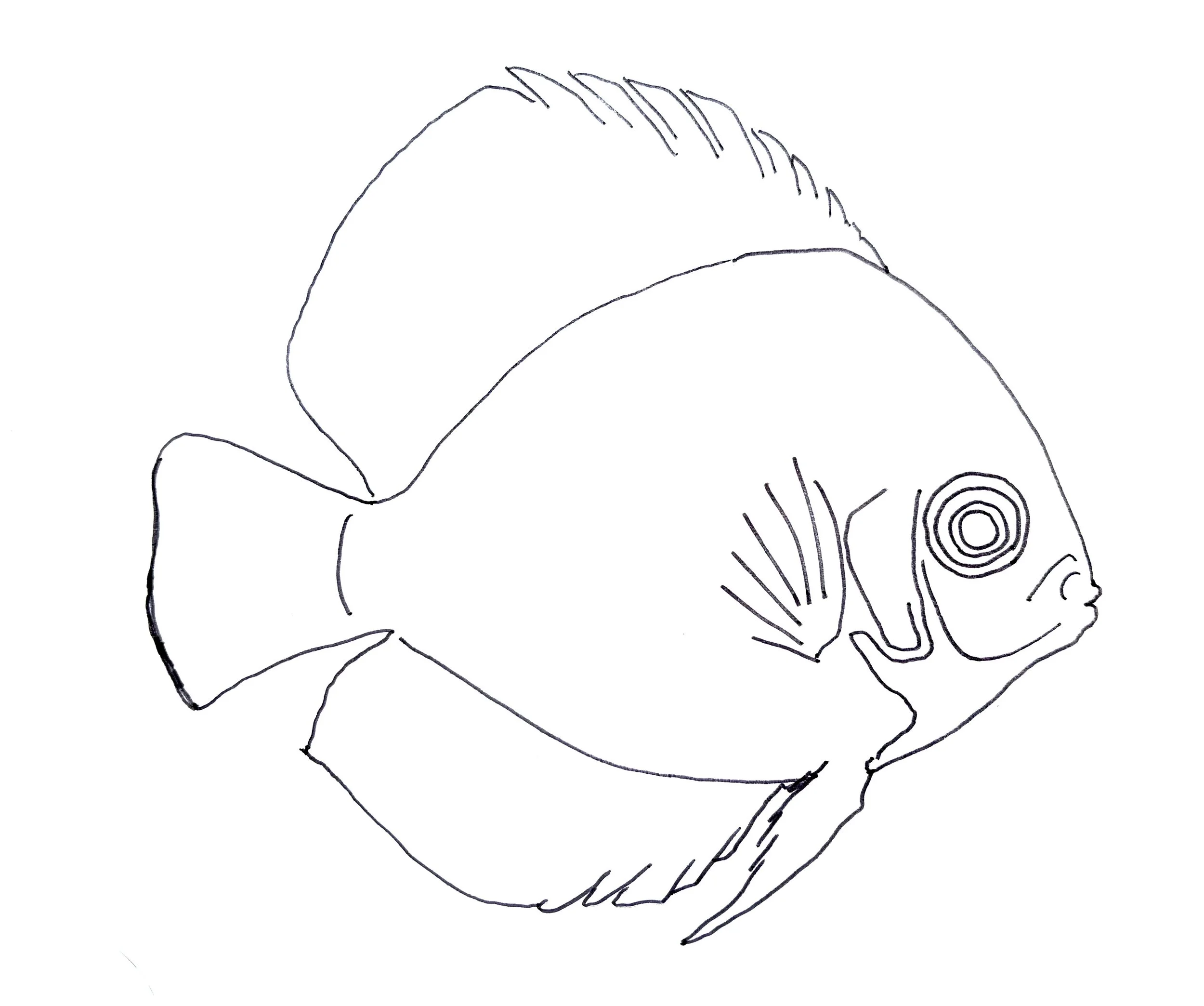 Red Melon Discus Fish Tracing