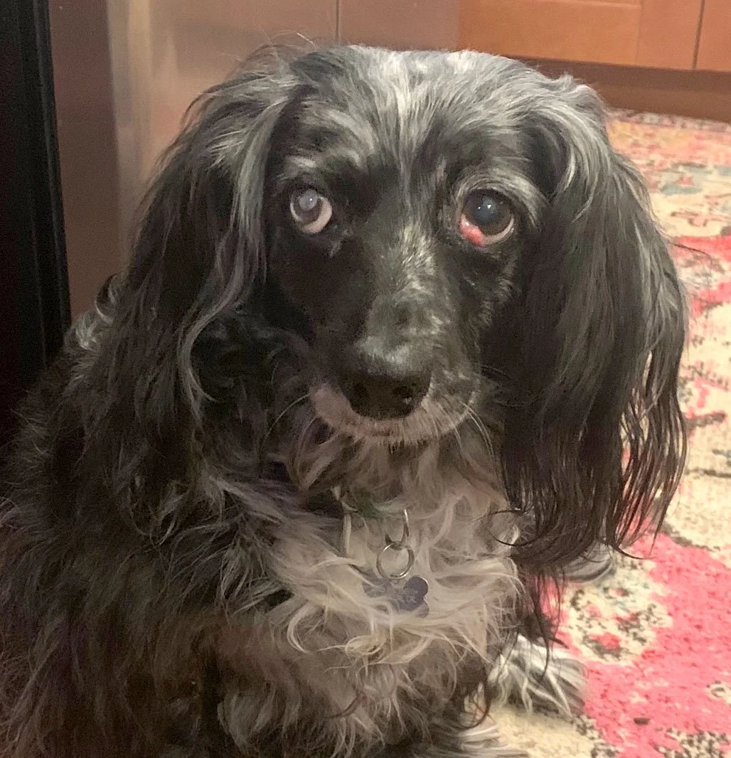 Long Hair Dachshund Reference Photo