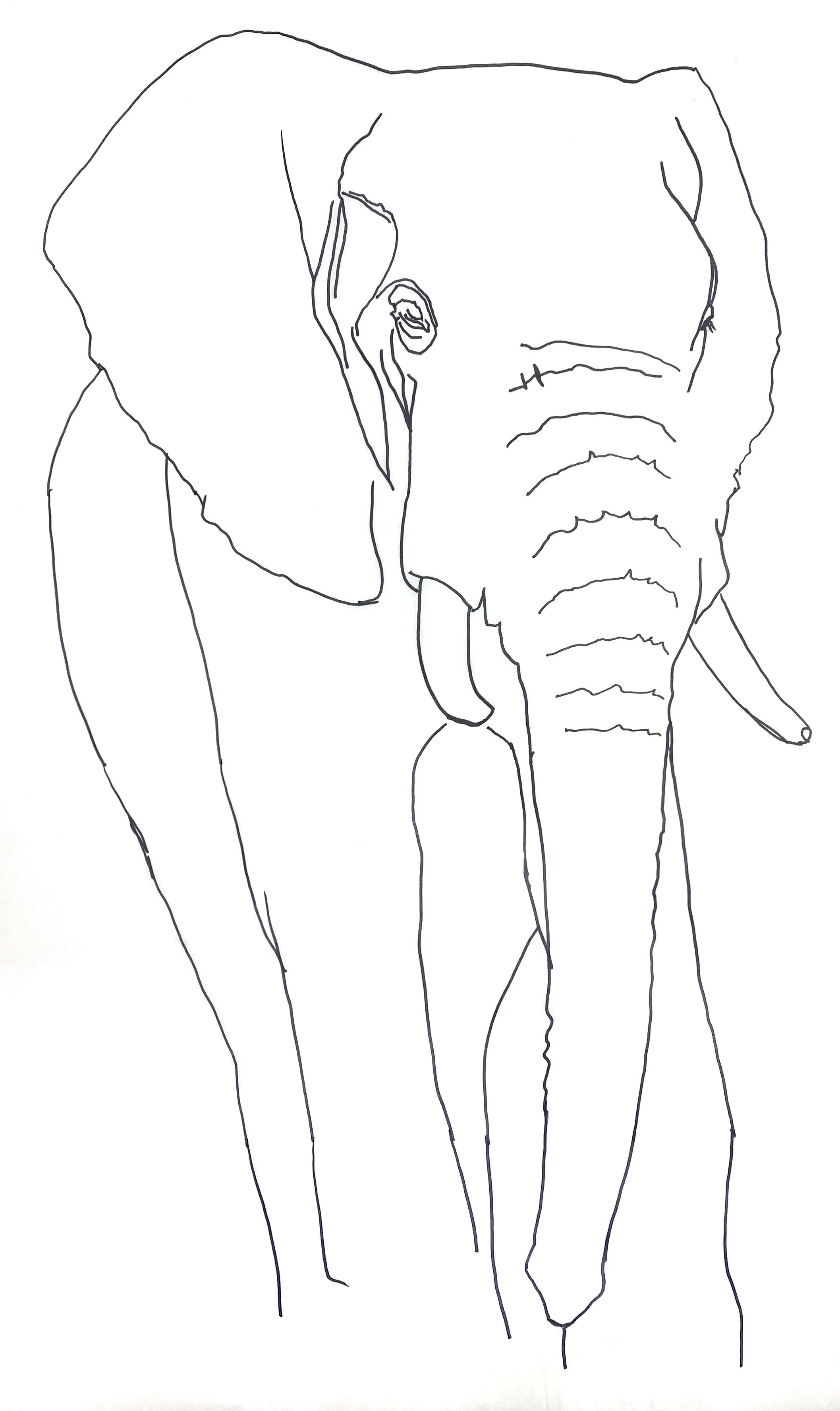 Elephant Tracing