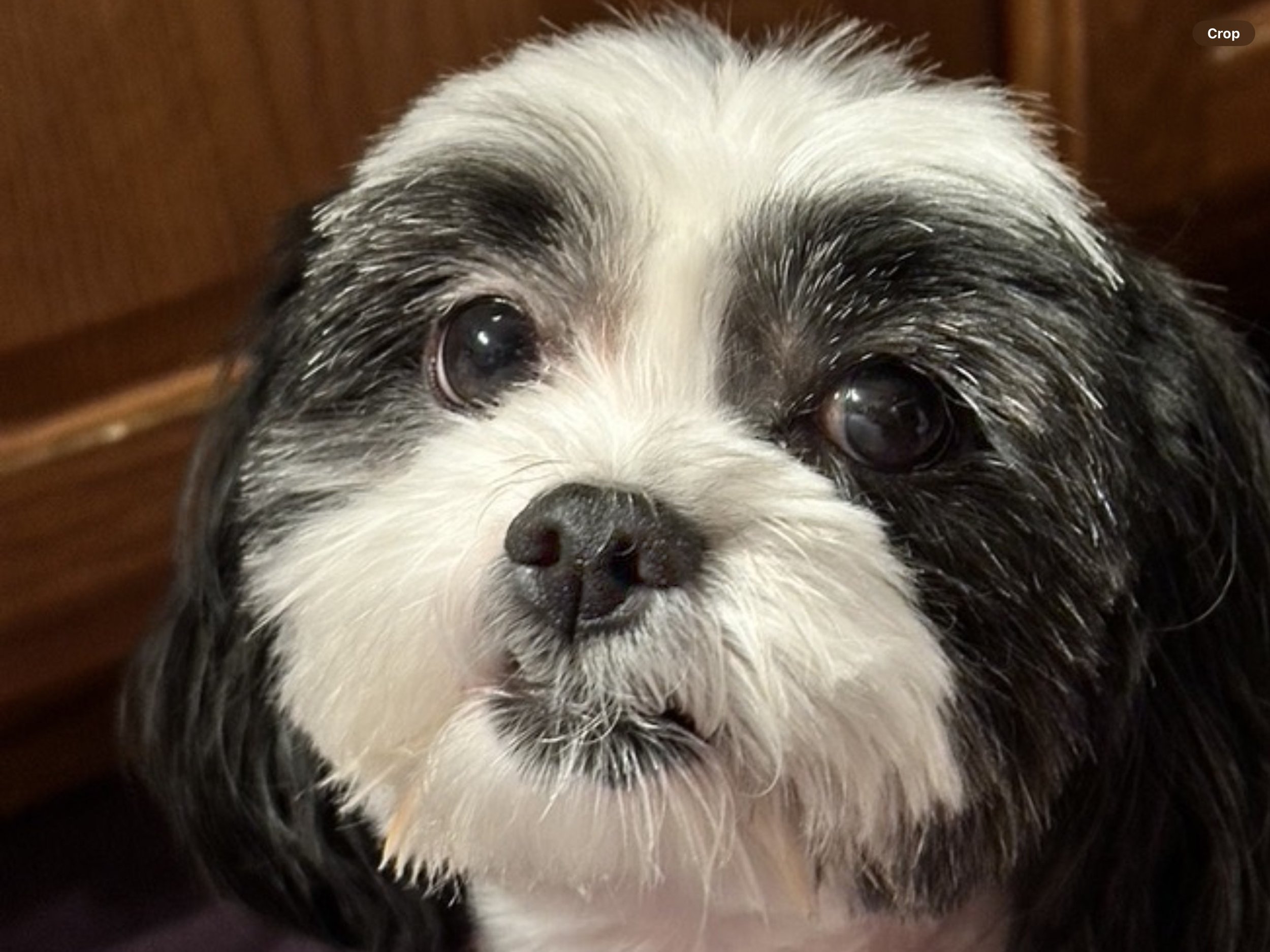 Maltipoo Reference Photo