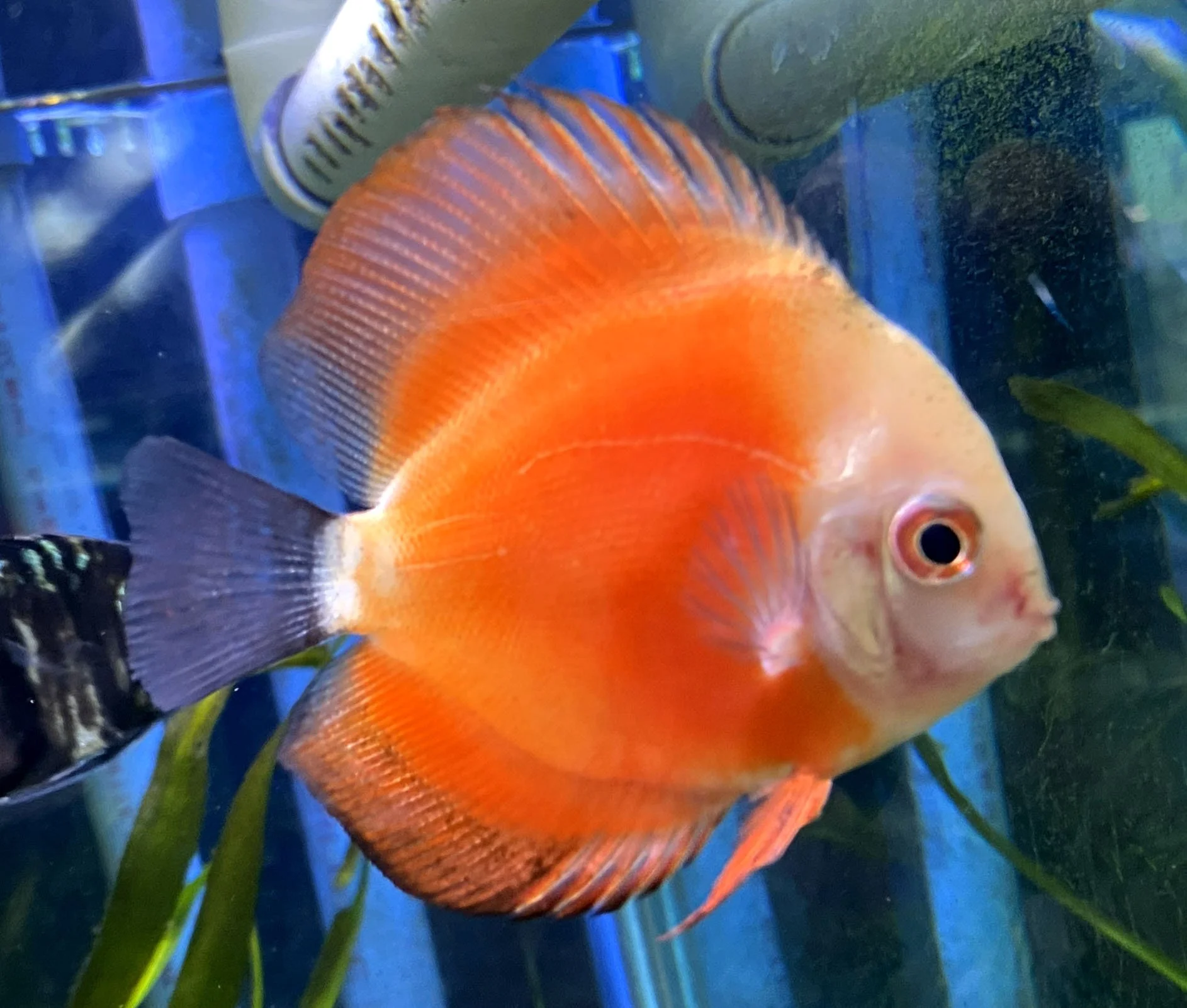 Red Melon Discus Fish Reference Photo