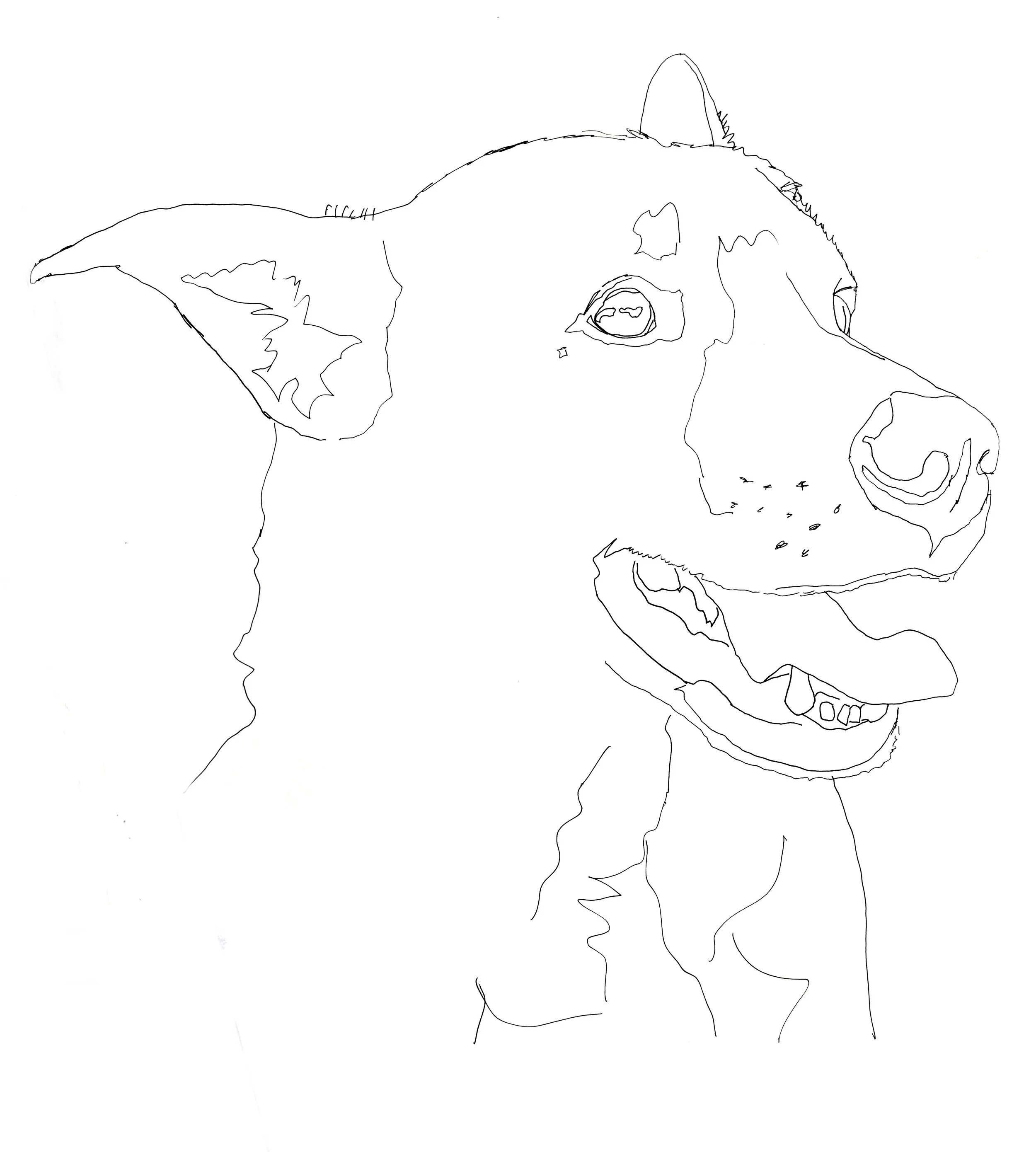Gold & White Dog Tracing