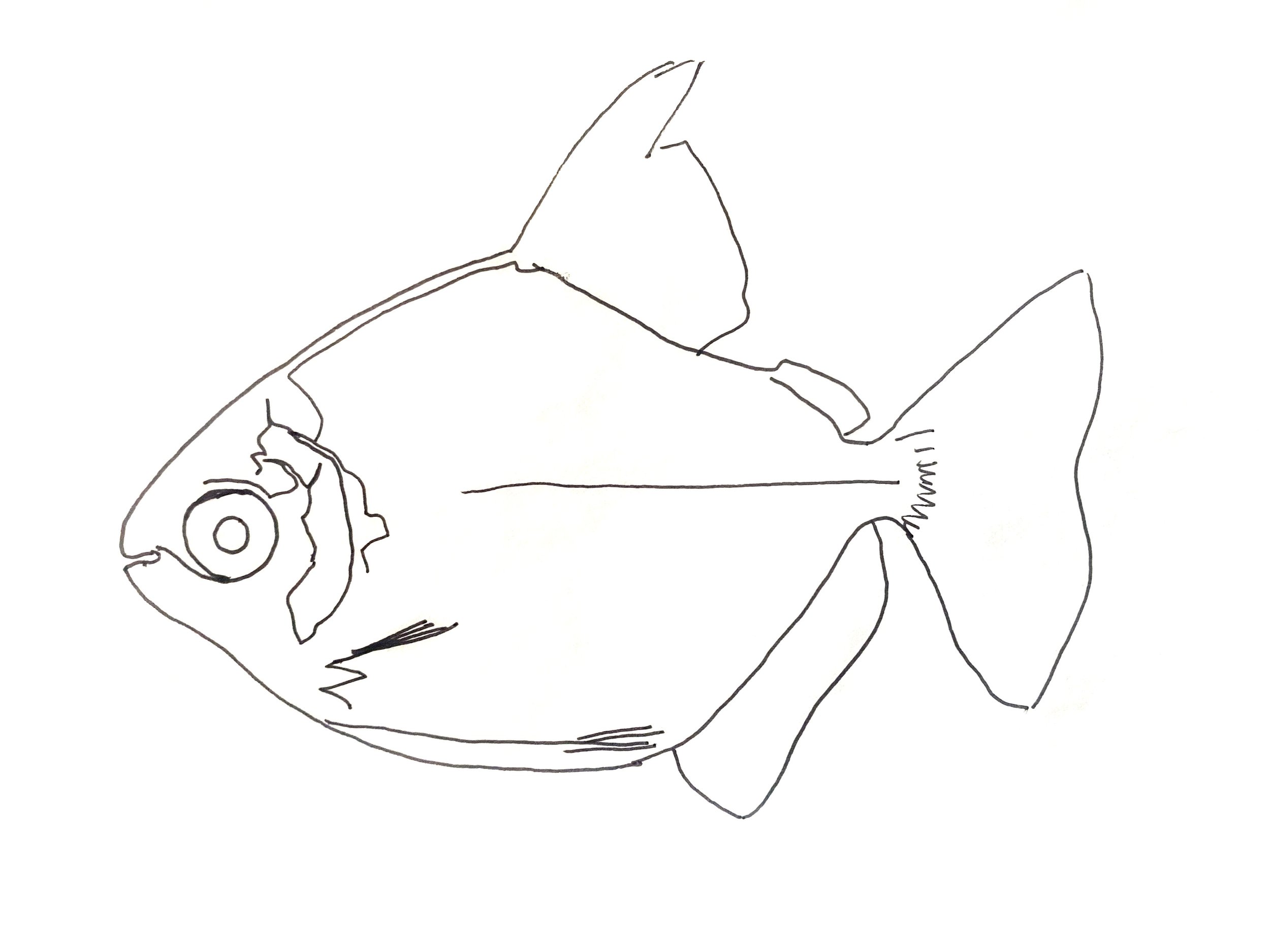 Shiny Fish Tracing