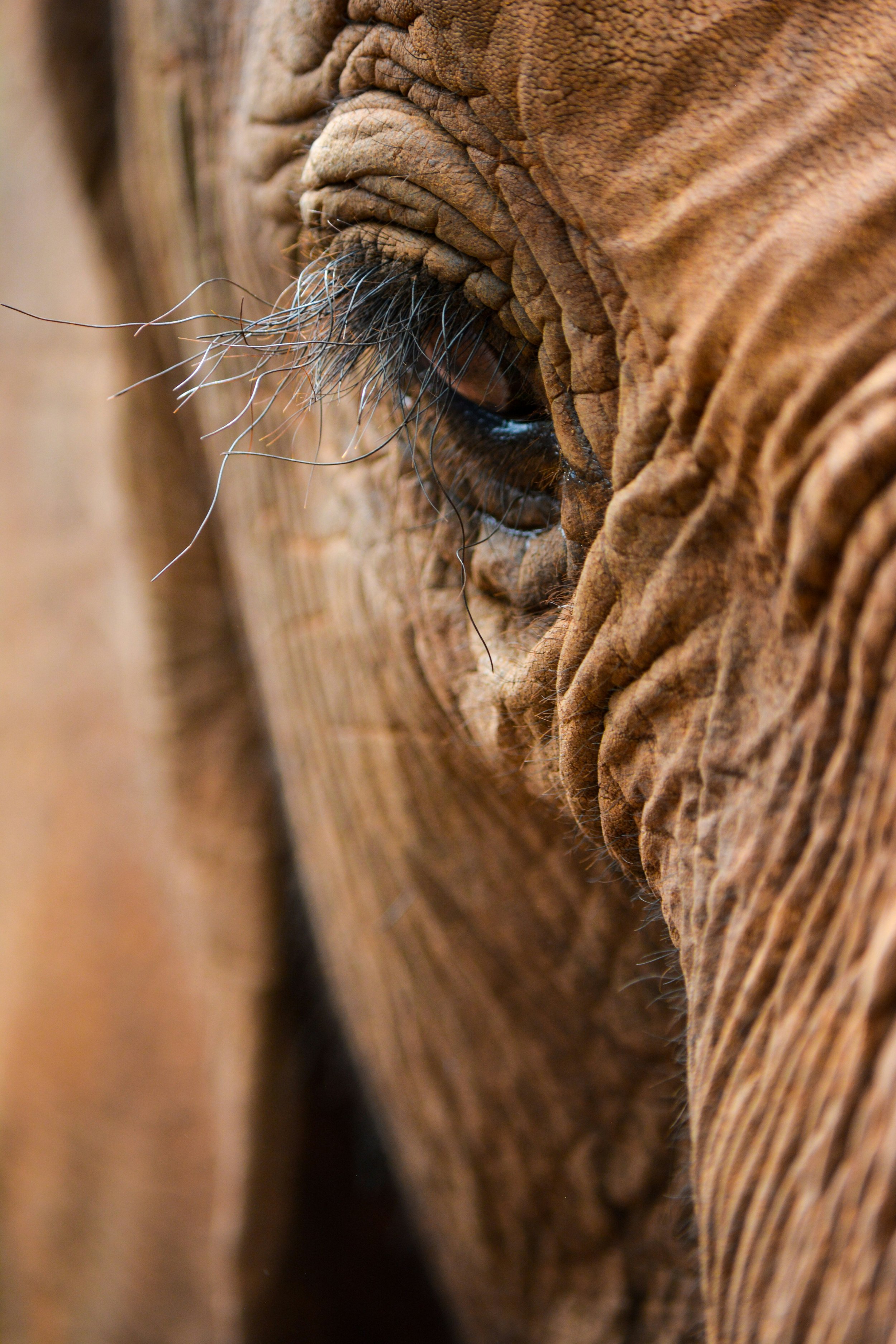 Elephant Eye Close Up