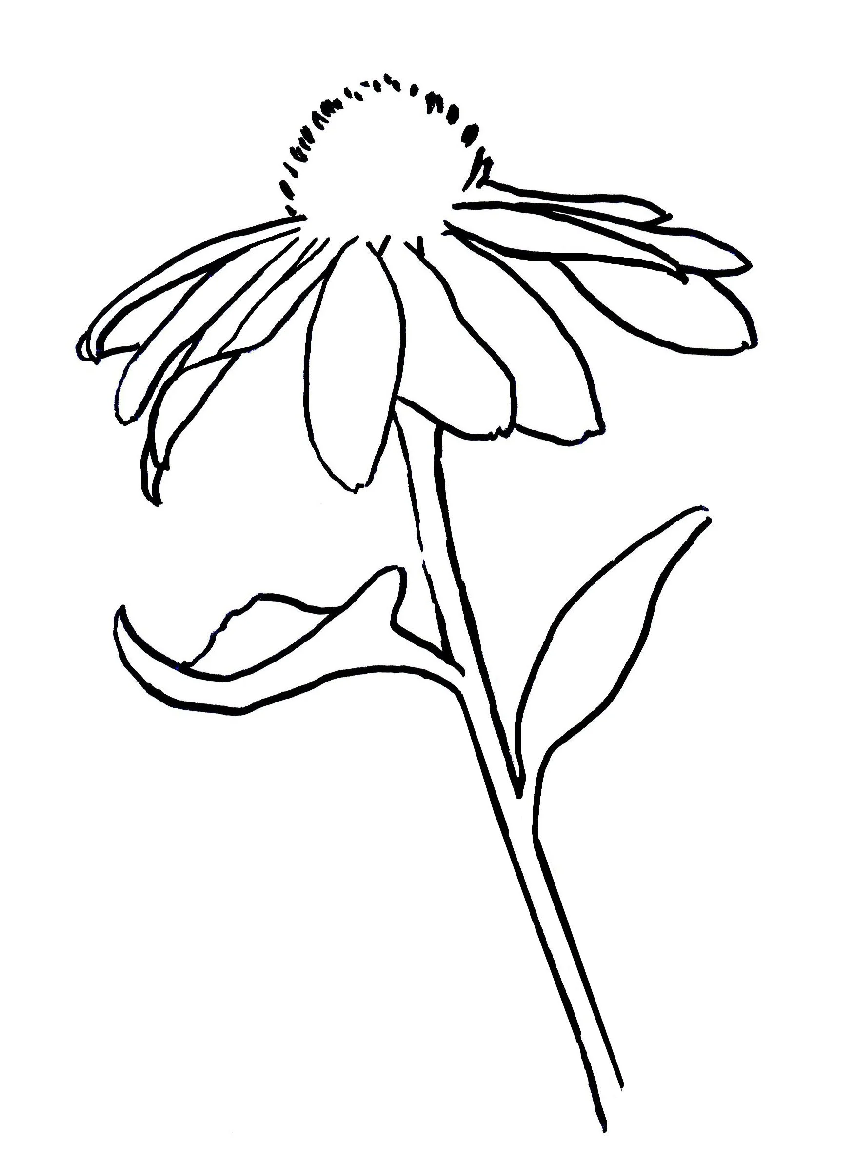 3 color flower tracing