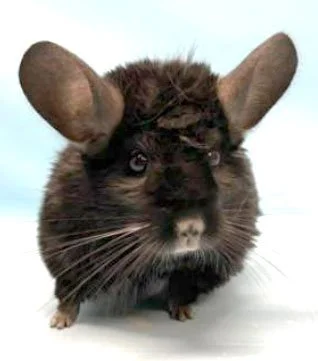 Chinchilla Reference Photo