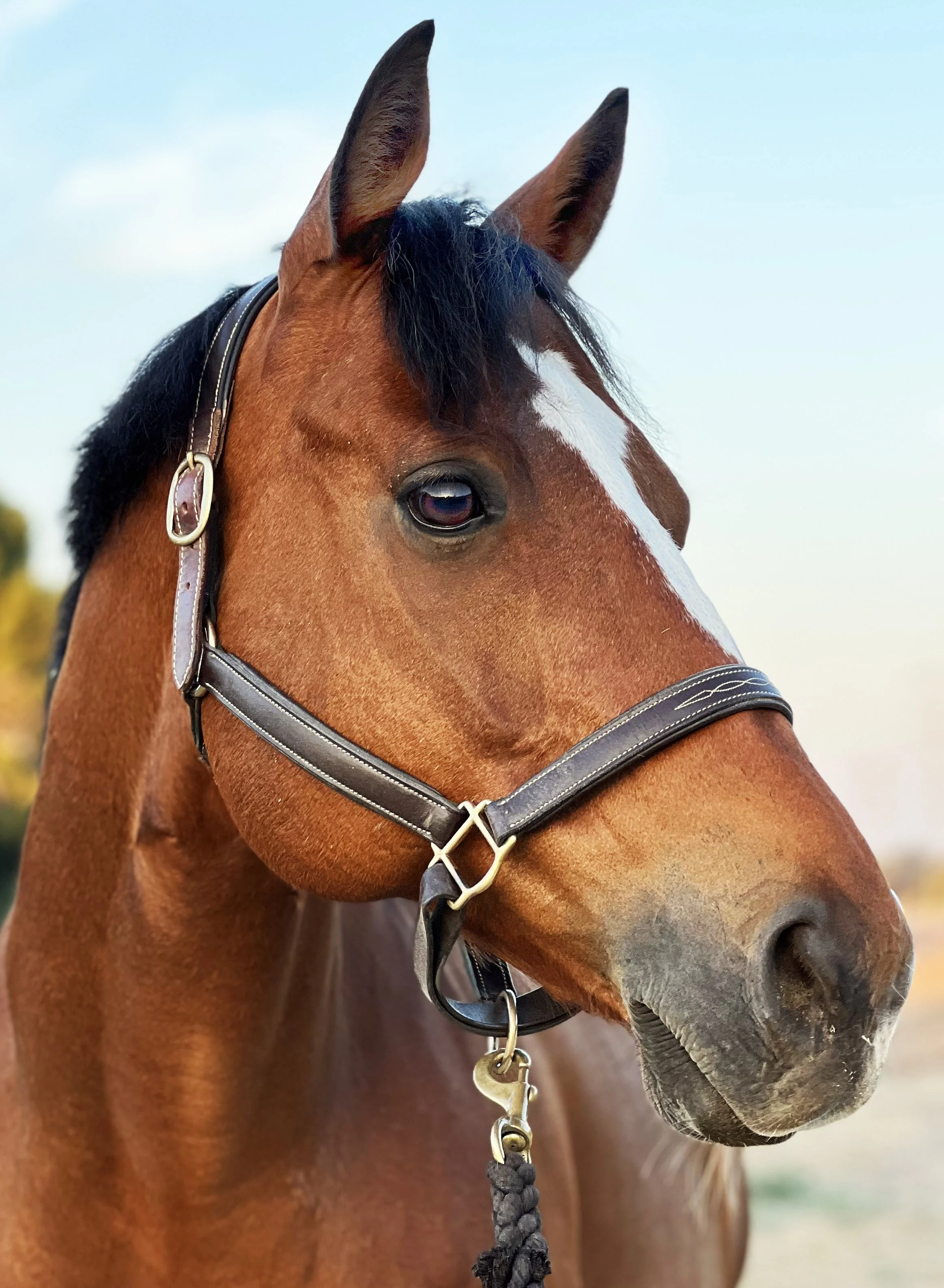 Champ Reference Photo