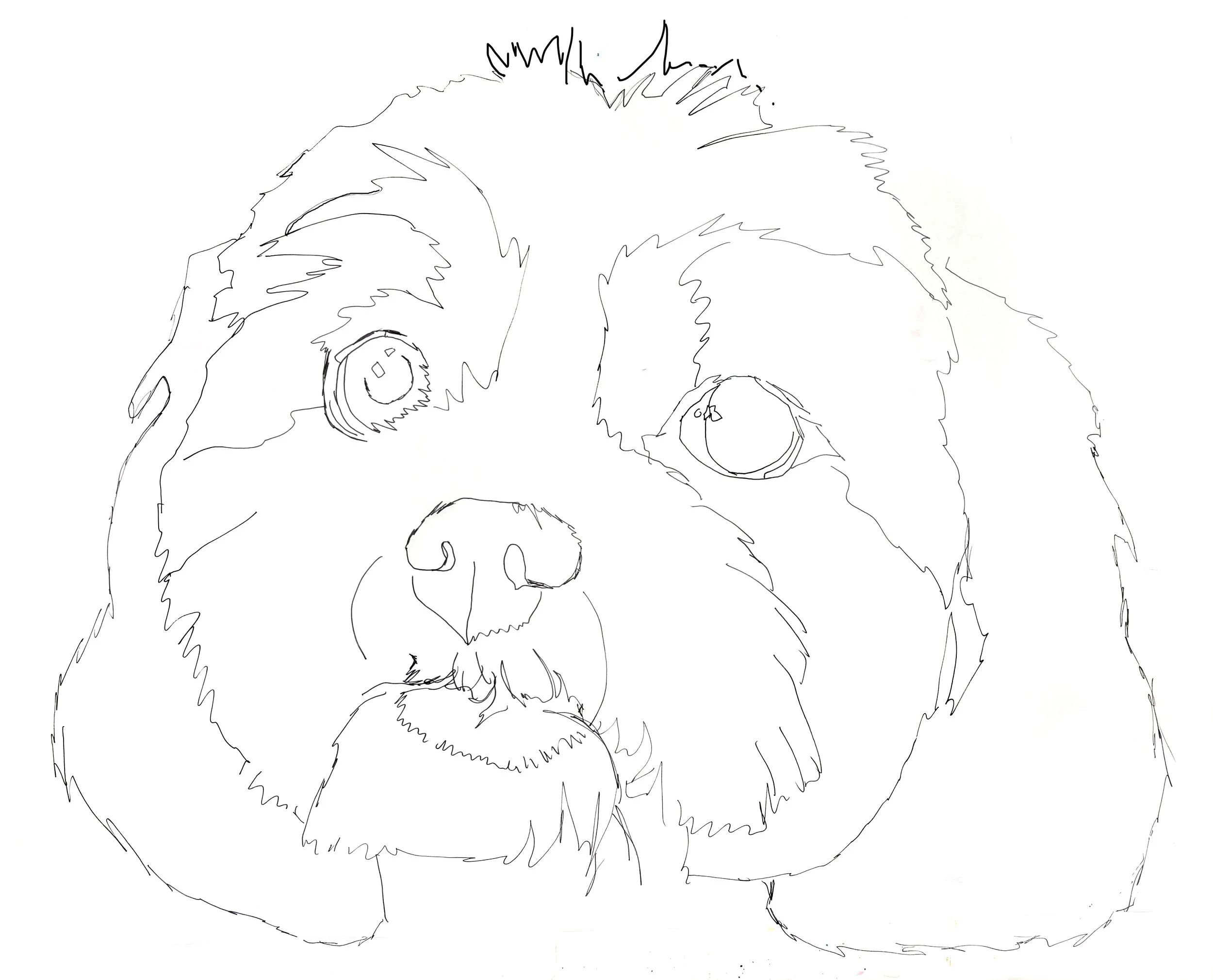 Maltipoo Tracing