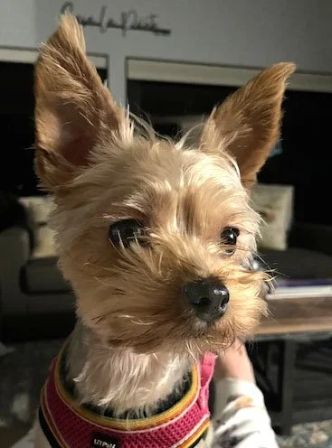 Small Dog Reference Photo