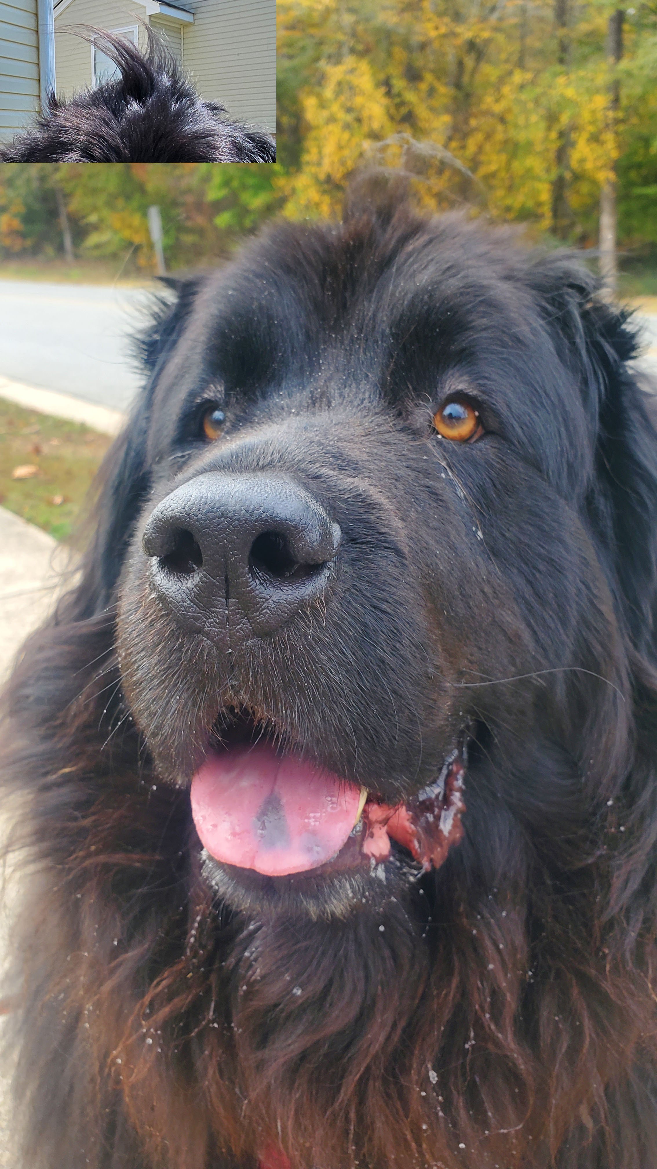 Newfoundland Dog Reference Photo