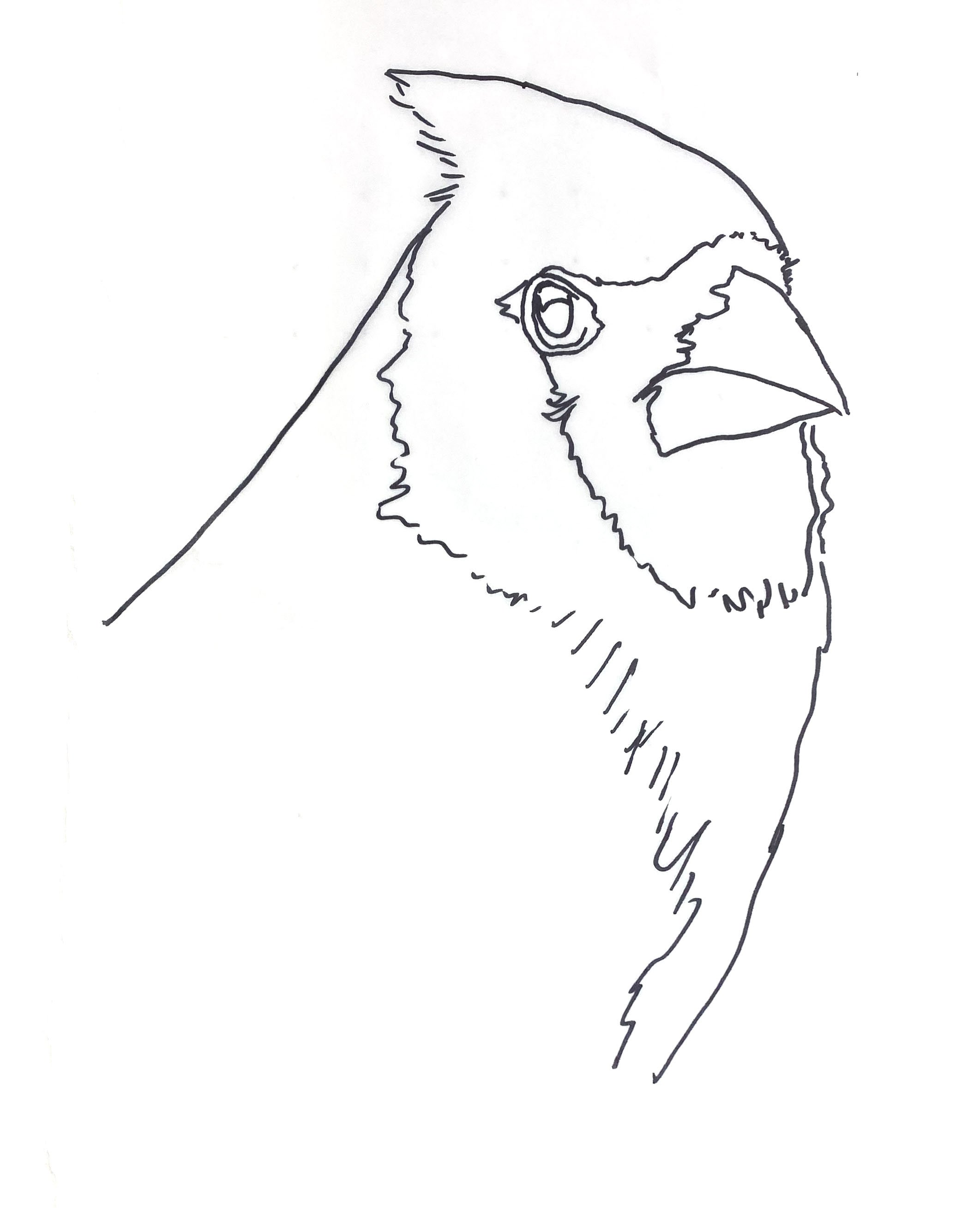 Male Cardinal Tracing