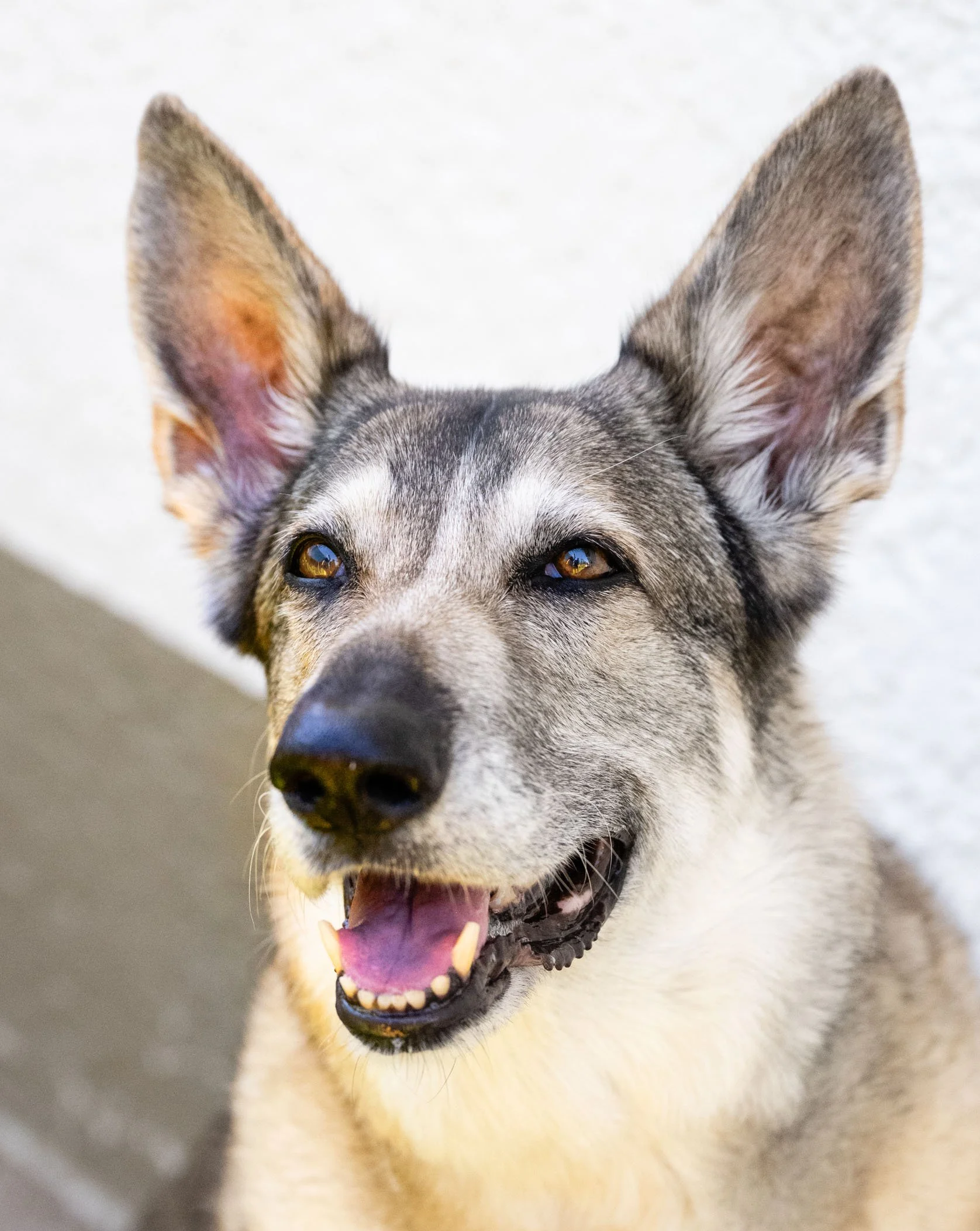 Mama Dog Reference Photo