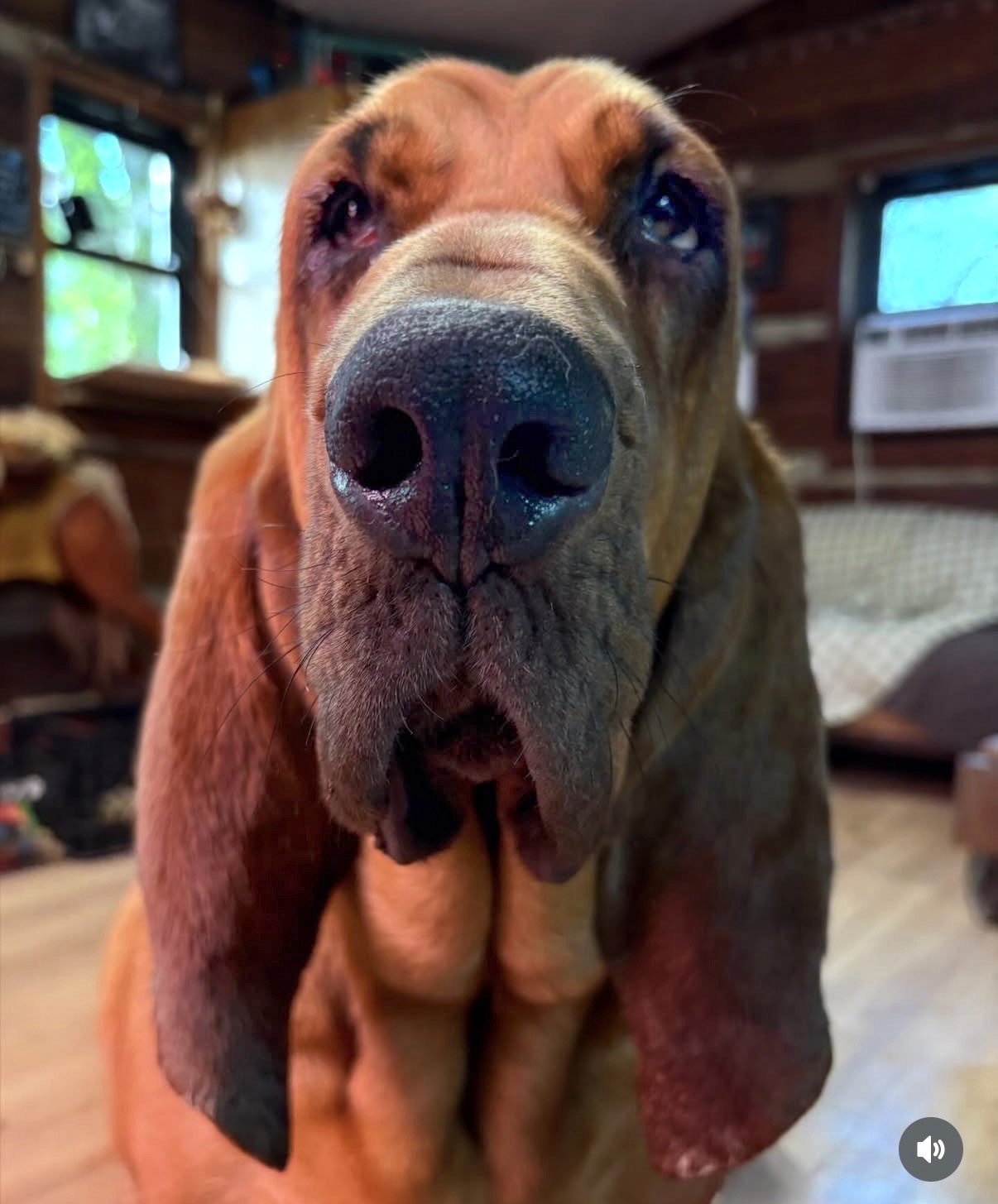 Bloodhound Reference Photo