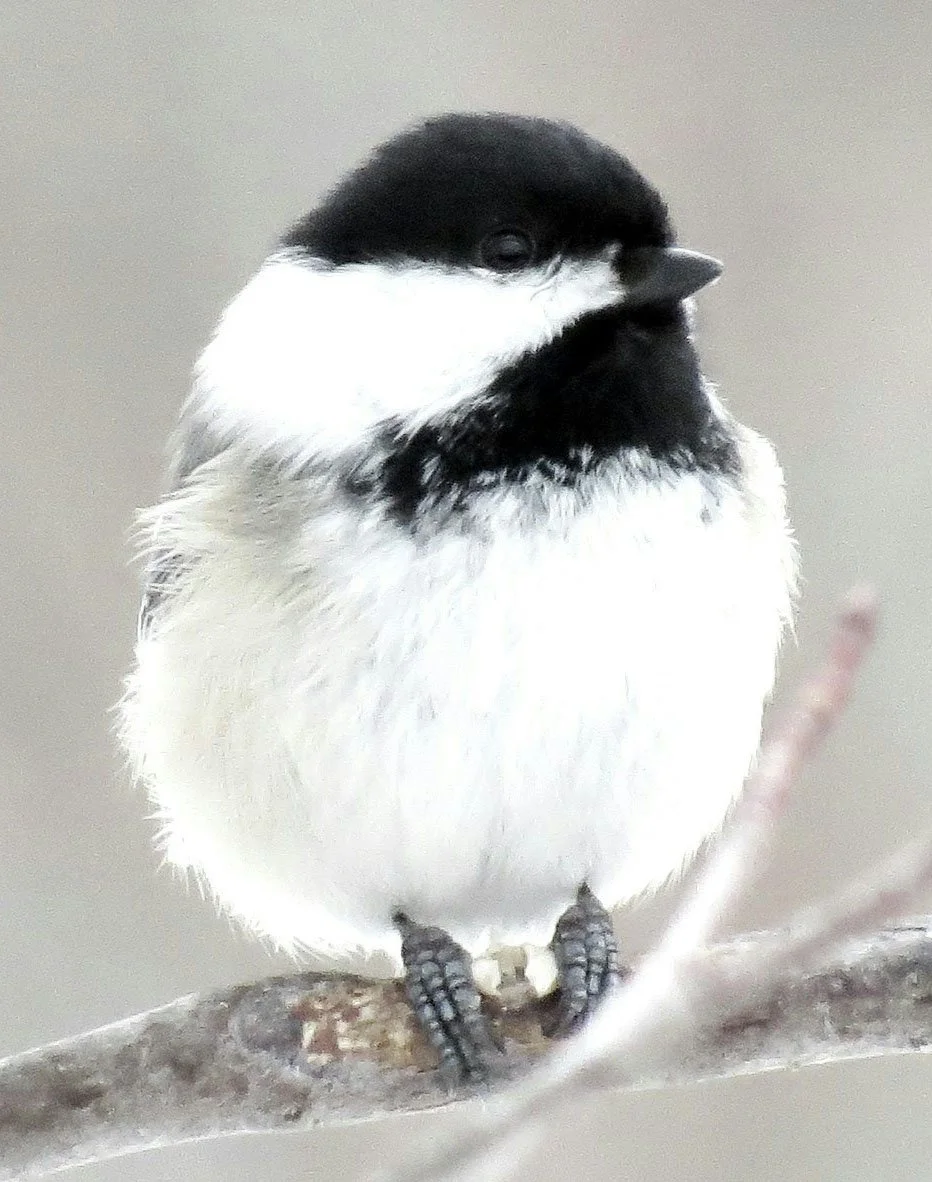 Chickadee Reference Photo