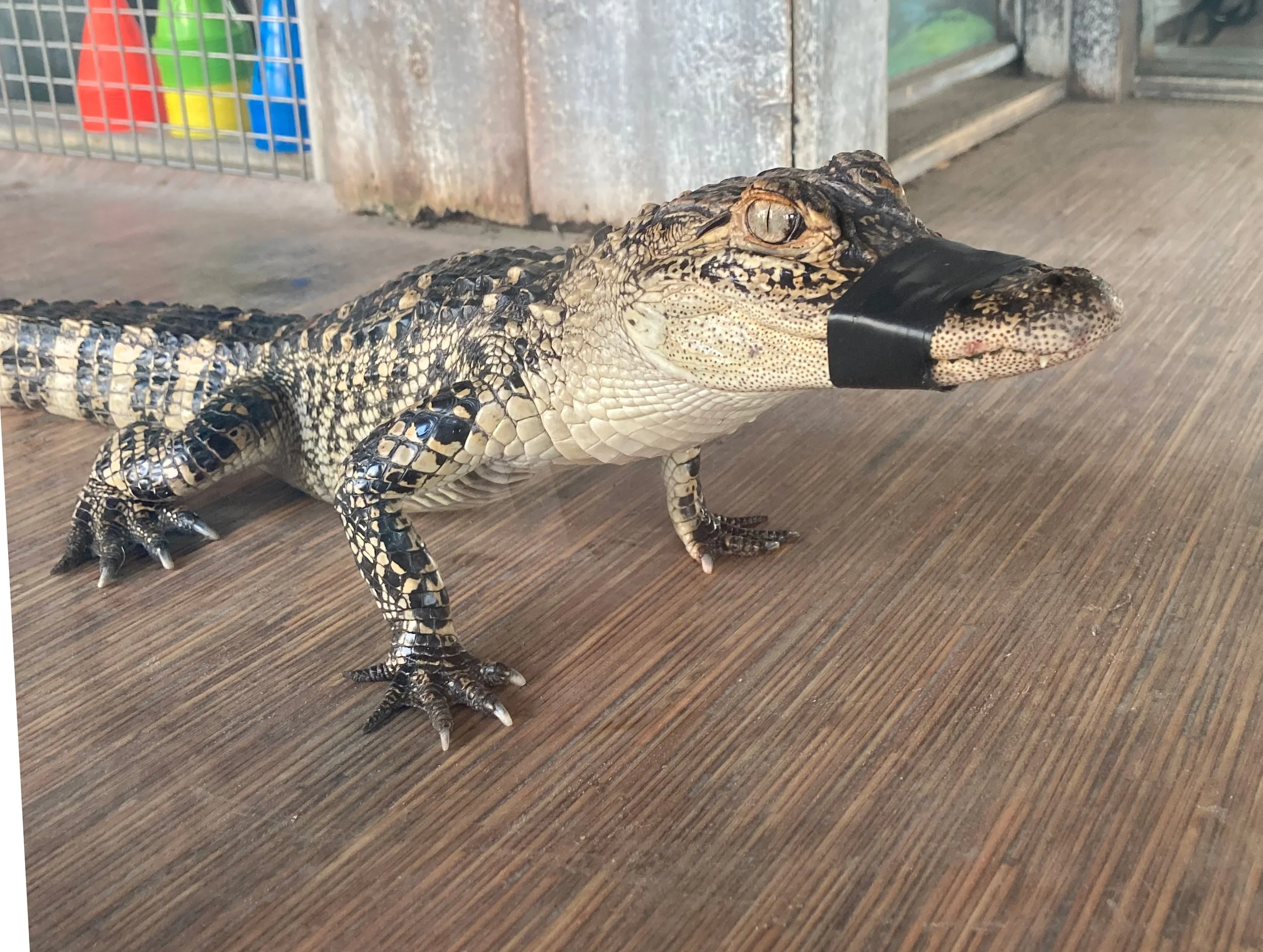 Gator Reference Photo