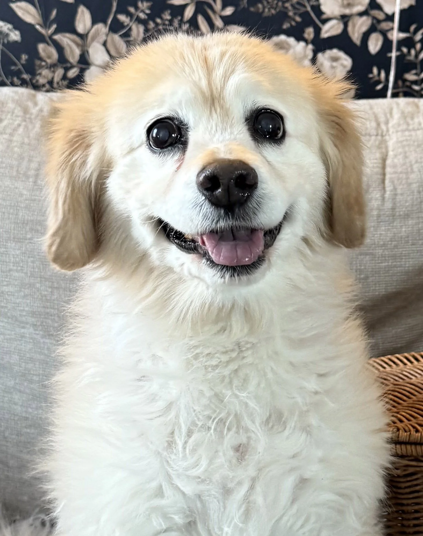 World's Cutest Dog Reference Photo