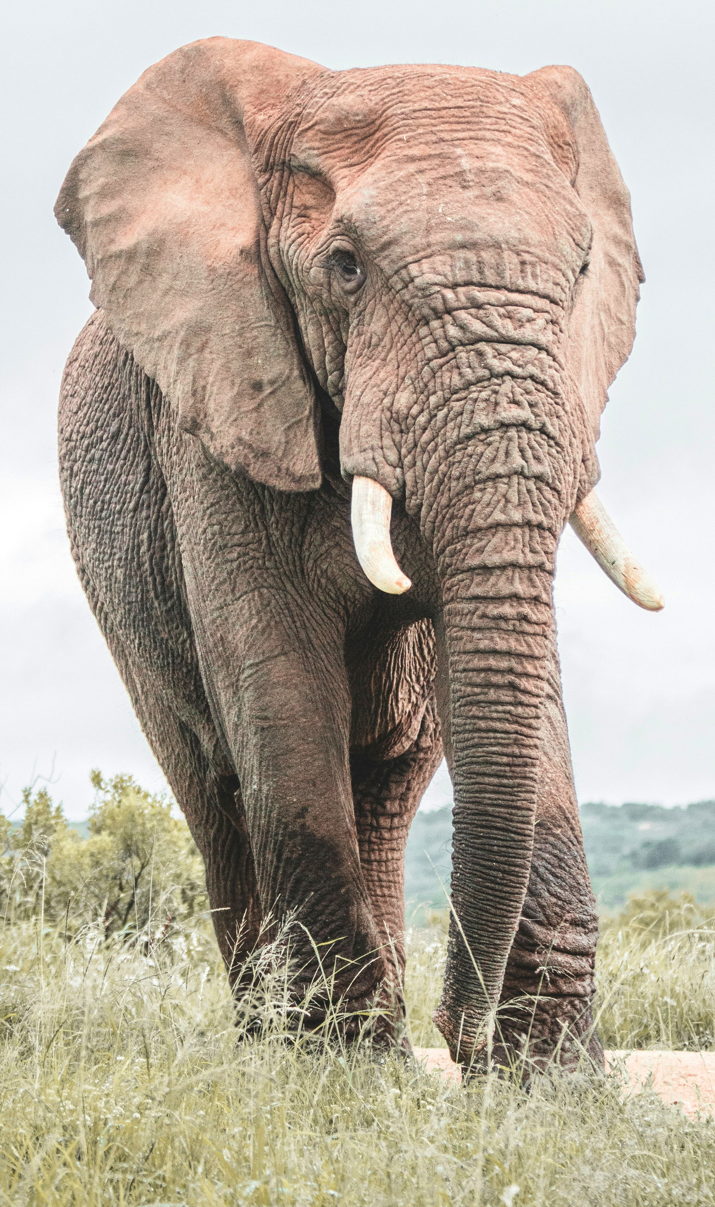 Elephant Reference Photo