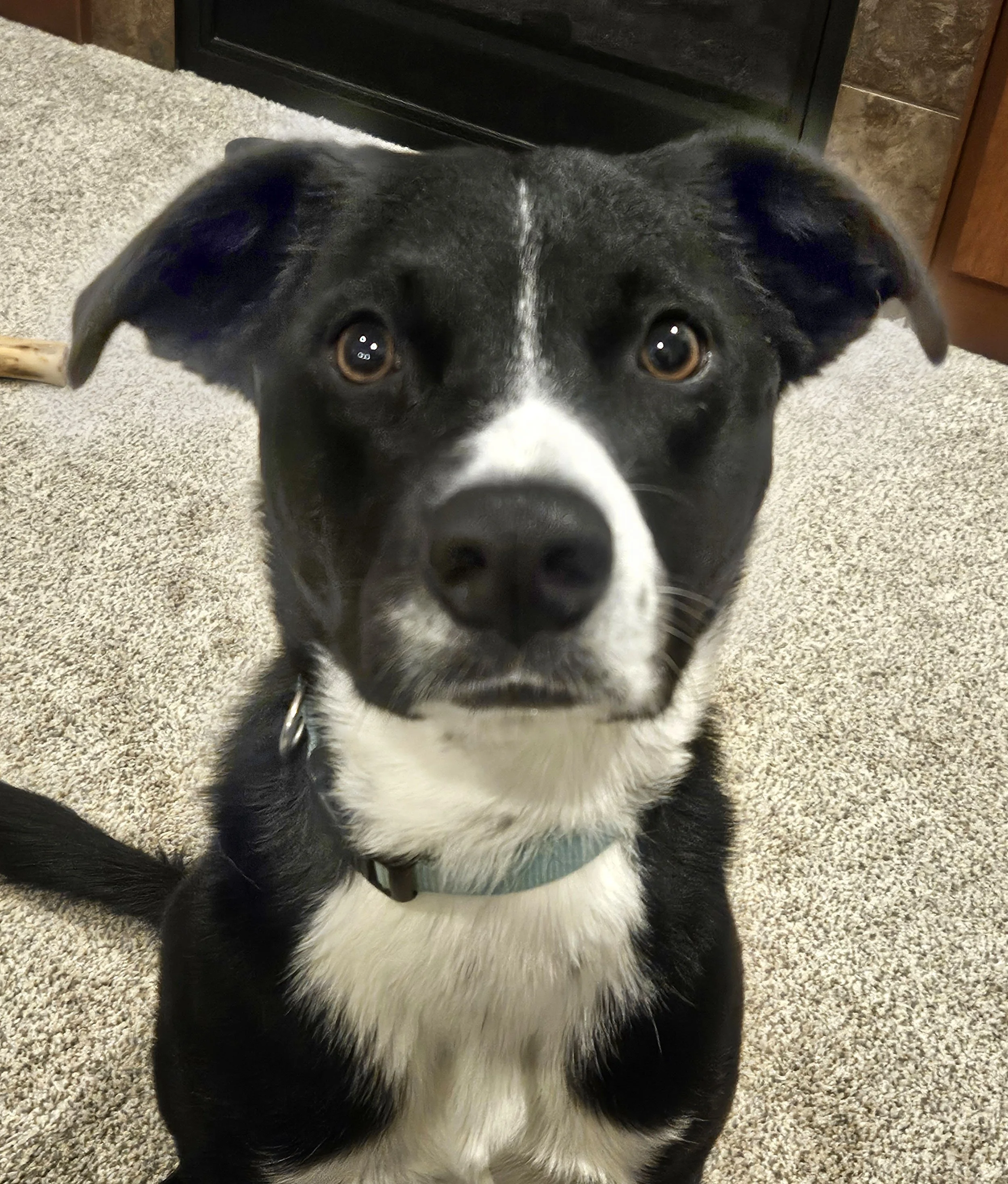 Black and White Dog Reference Photo.jpg