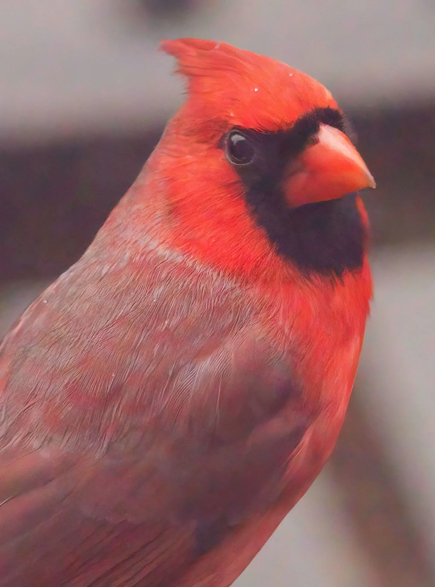 Male Cardinal Reference Photo