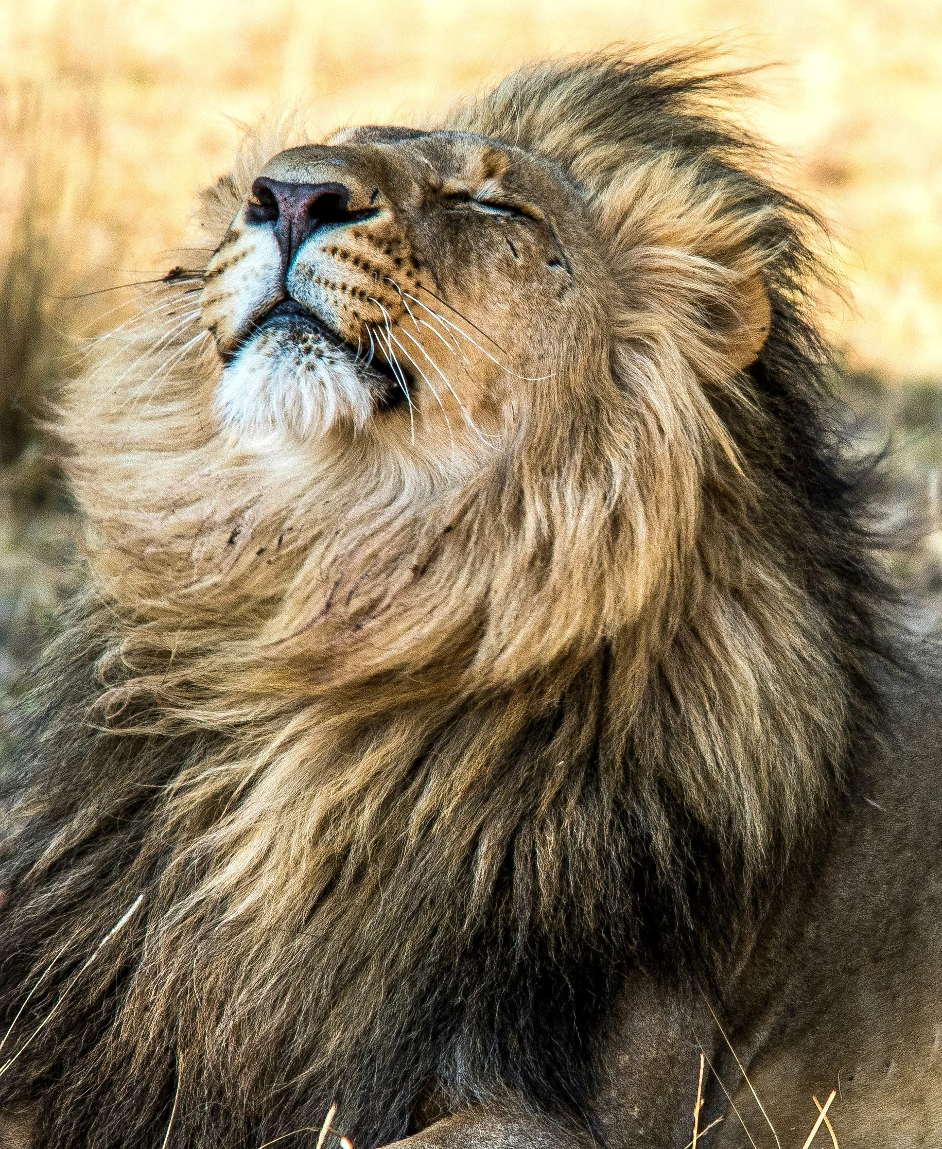 Lion Reference Photo
